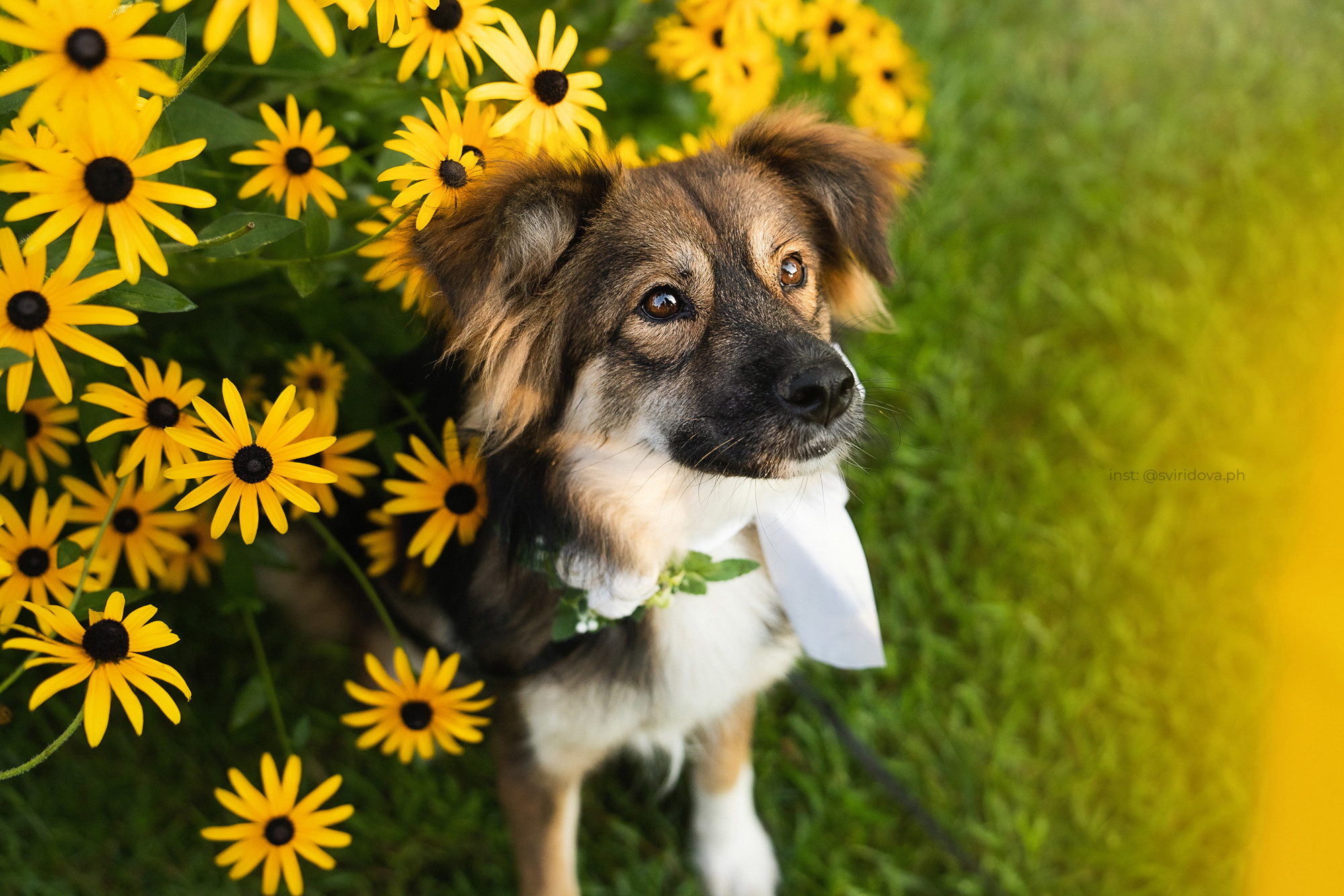 Собакам ищут дом. Фотограф анималист в Москве и Санкт-Петербурге Свиридова Анна