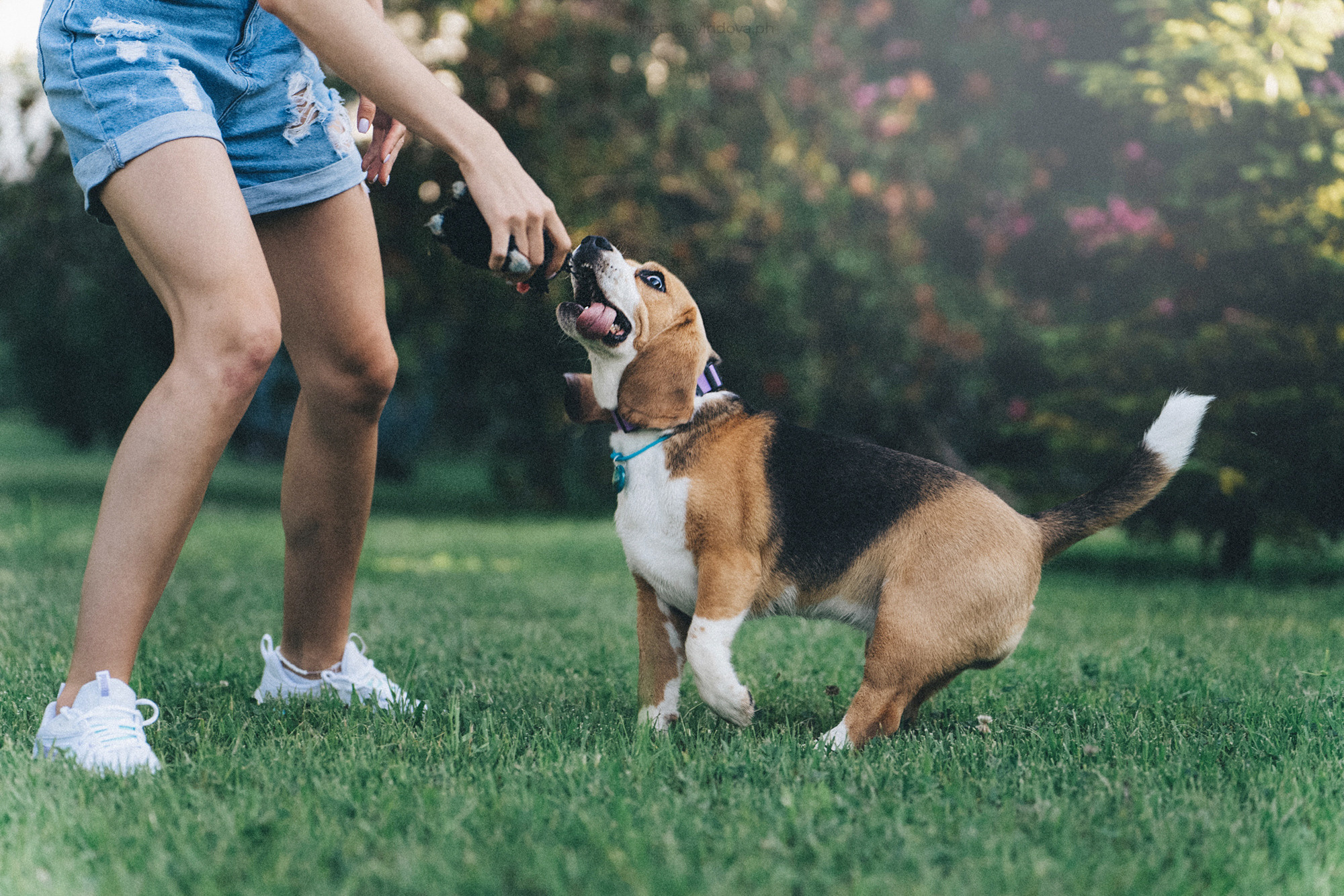 Евгения и Мира. Фотограф анималист в Москве и Санкт-Петербурге Свиридова Анна
