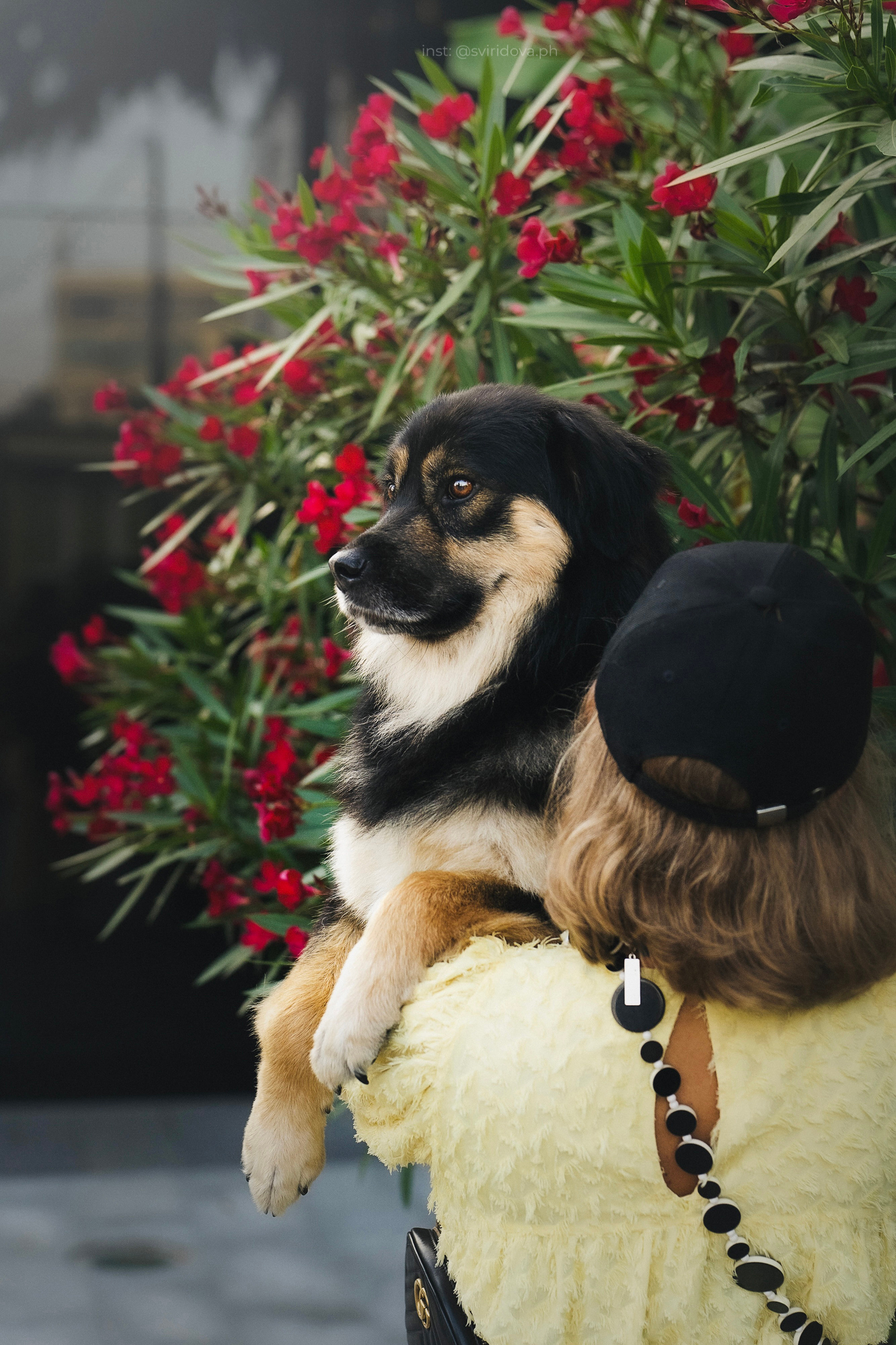 Собакам ищут дом. Фотограф анималист в Москве и Санкт-Петербурге Свиридова Анна