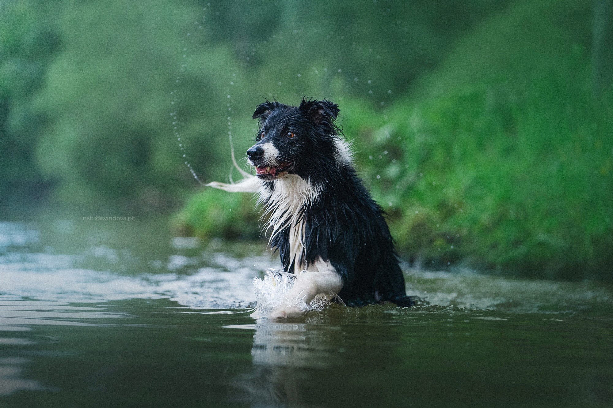 Вика и Веник. Фотограф анималист в Москве и Санкт-Петербурге Свиридова Анна