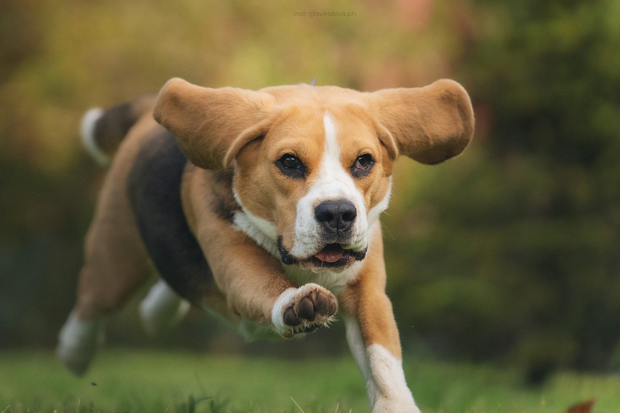 Евгения и Мира. Фотограф анималист в Москве и Санкт-Петербурге Свиридова Анна