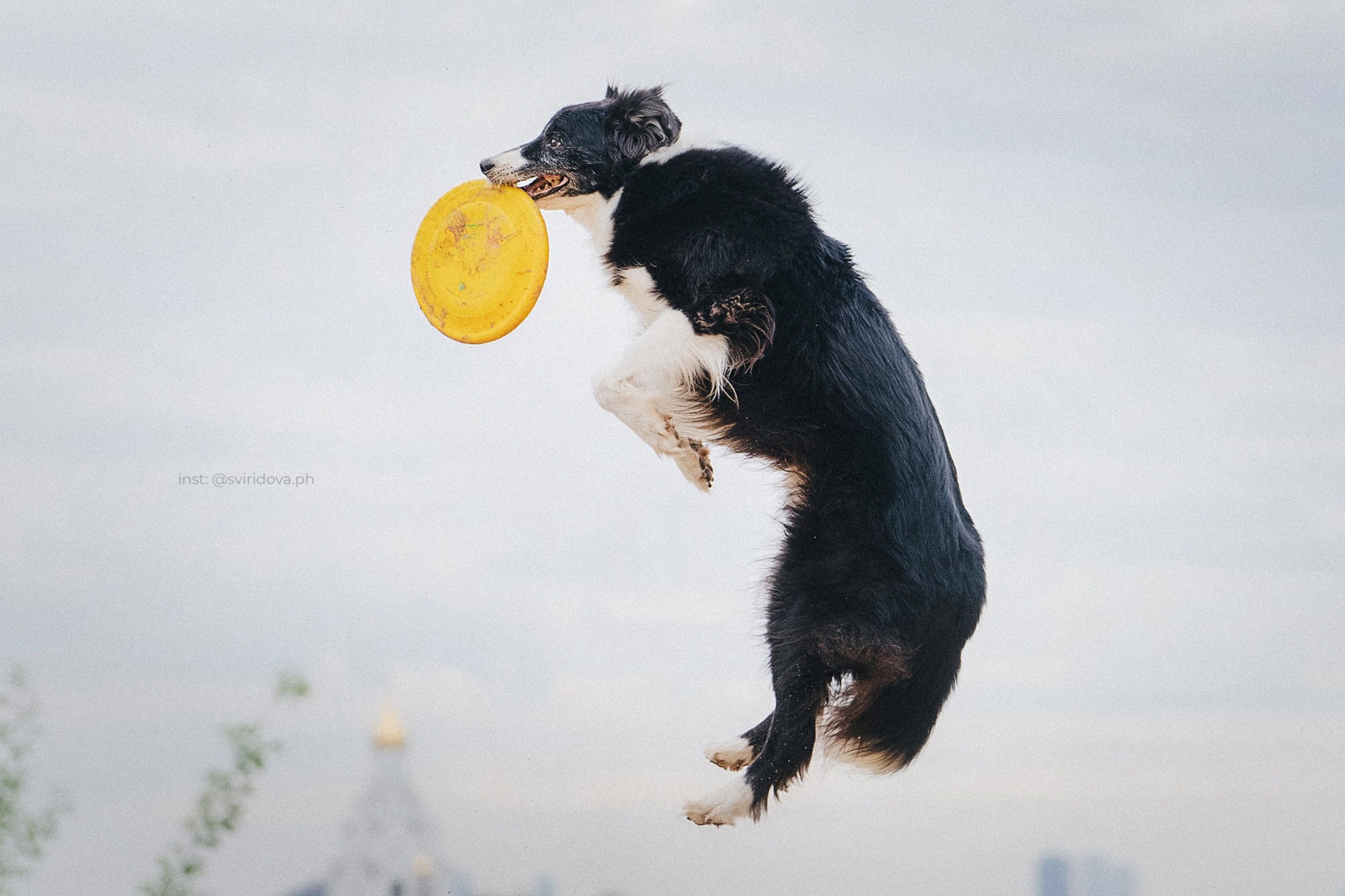 Вика и Веник. Фотограф анималист в Москве и Санкт-Петербурге Свиридова Анна