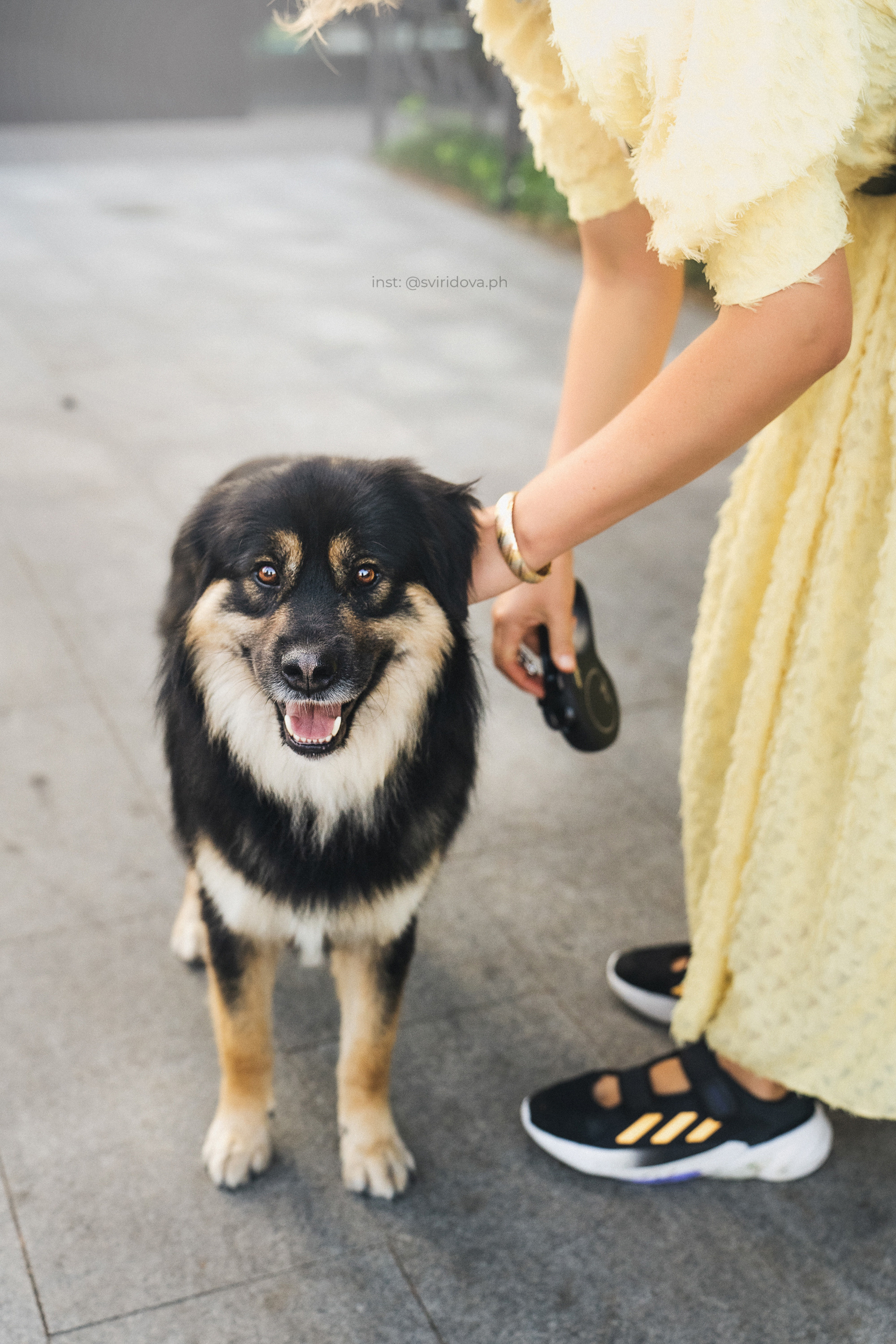 Собакам ищут дом. Фотограф анималист в Москве и Санкт-Петербурге Свиридова Анна