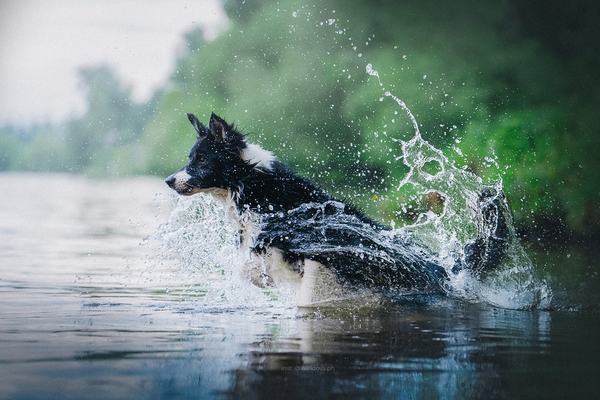 Вика и Веник. Фотограф анималист в Москве и Санкт-Петербурге Свиридова Анна
