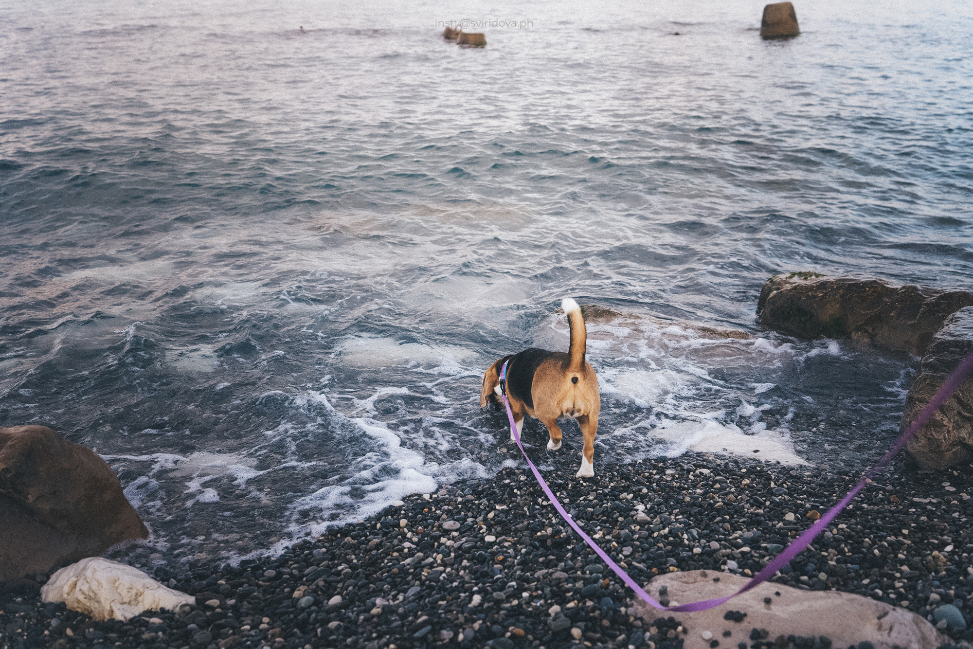Евгения и Мира. Фотограф анималист в Москве и Санкт-Петербурге Свиридова Анна