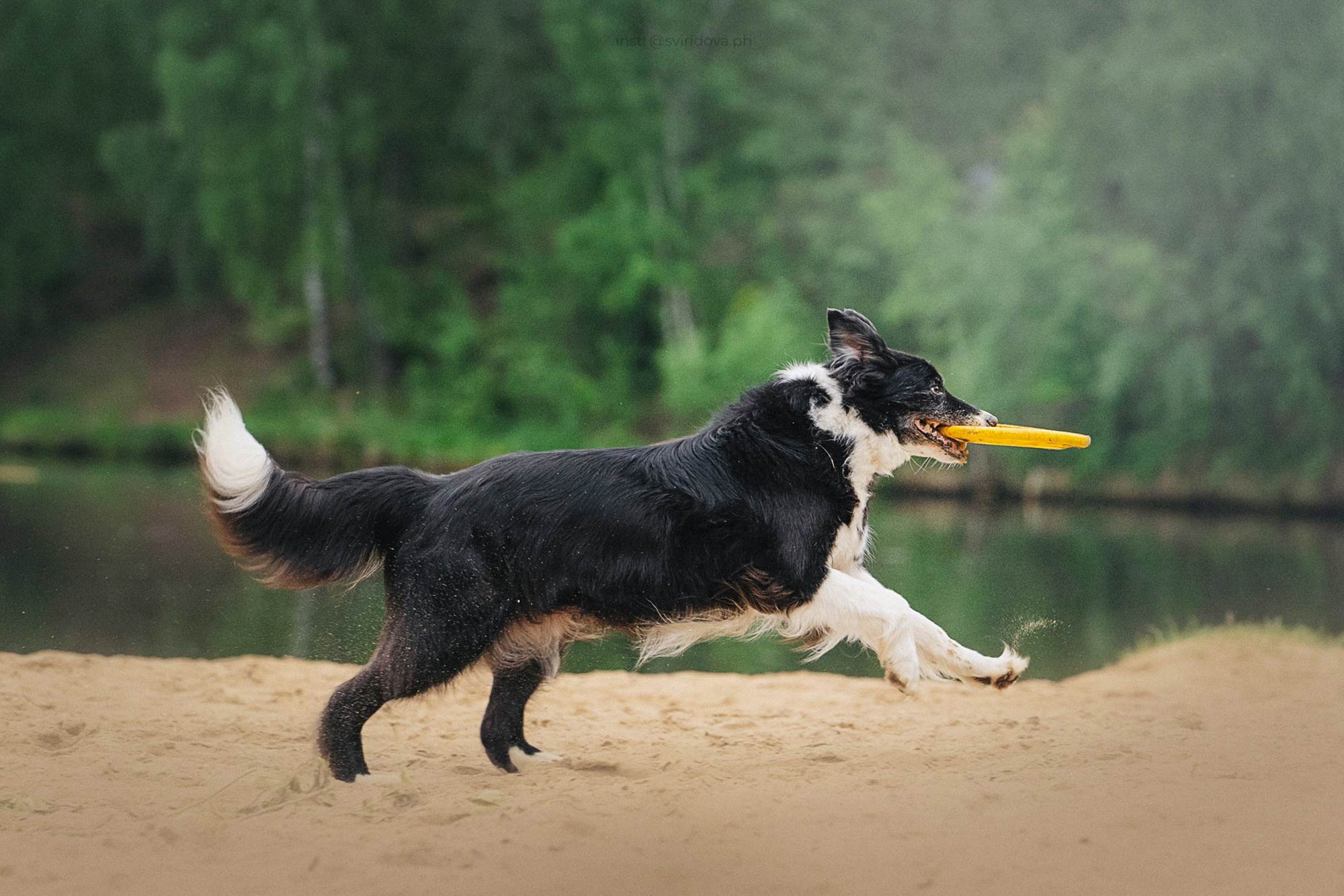 Вика и Веник. Фотограф анималист в Москве и Санкт-Петербурге Свиридова Анна