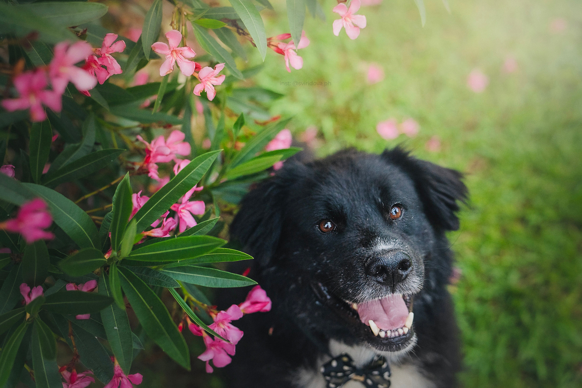 Собакам ищут дом. Фотограф анималист в Москве и Санкт-Петербурге Свиридова Анна