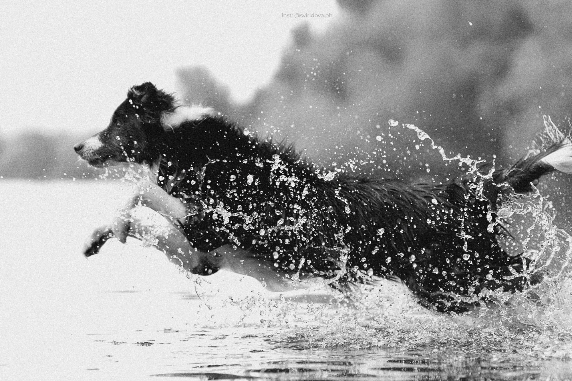 Вика и Веник. Фотограф анималист в Москве и Санкт-Петербурге Свиридова Анна