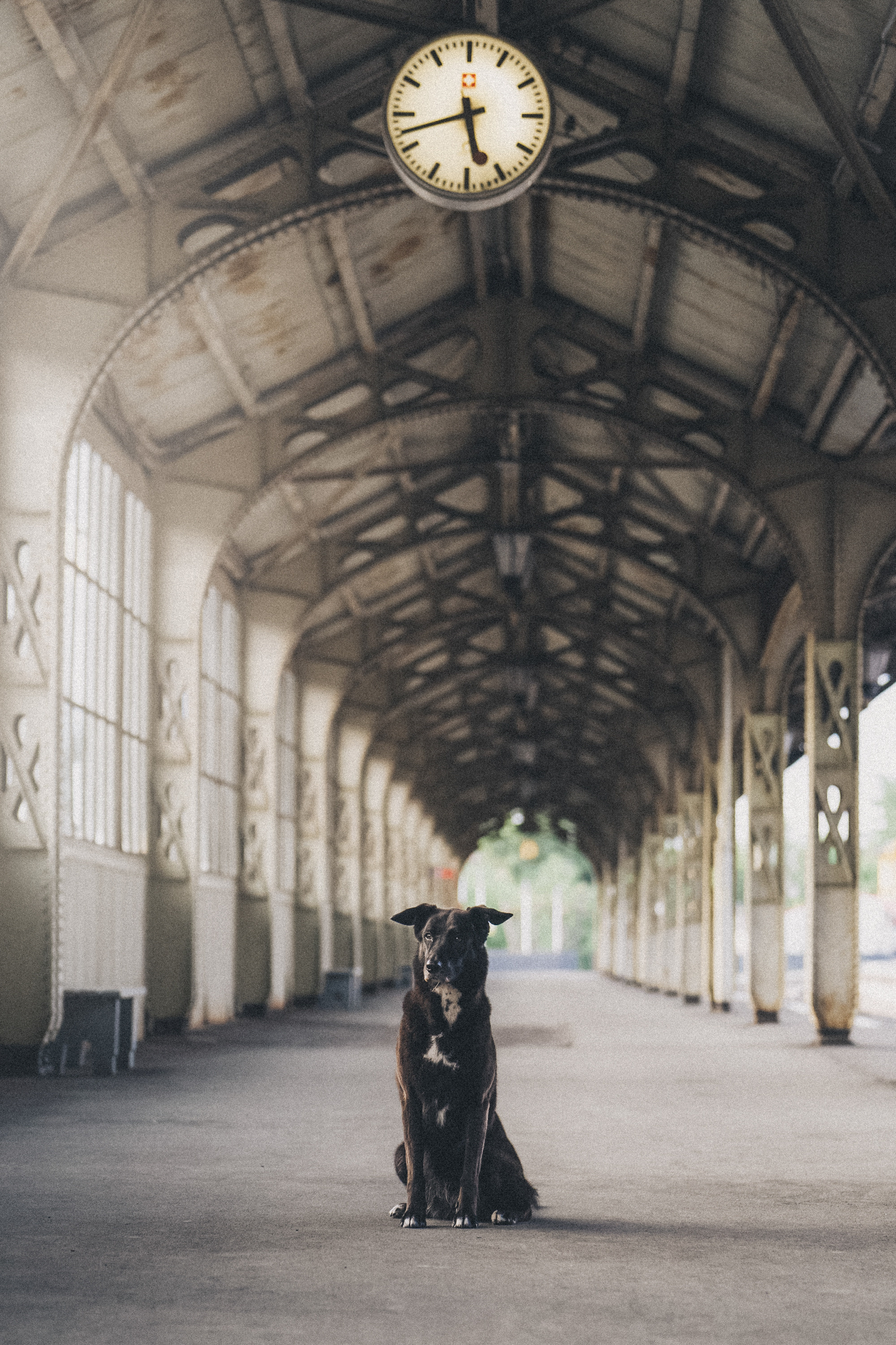 Вика и Чара. Фотограф анималист в Москве и Санкт-Петербурге Свиридова Анна