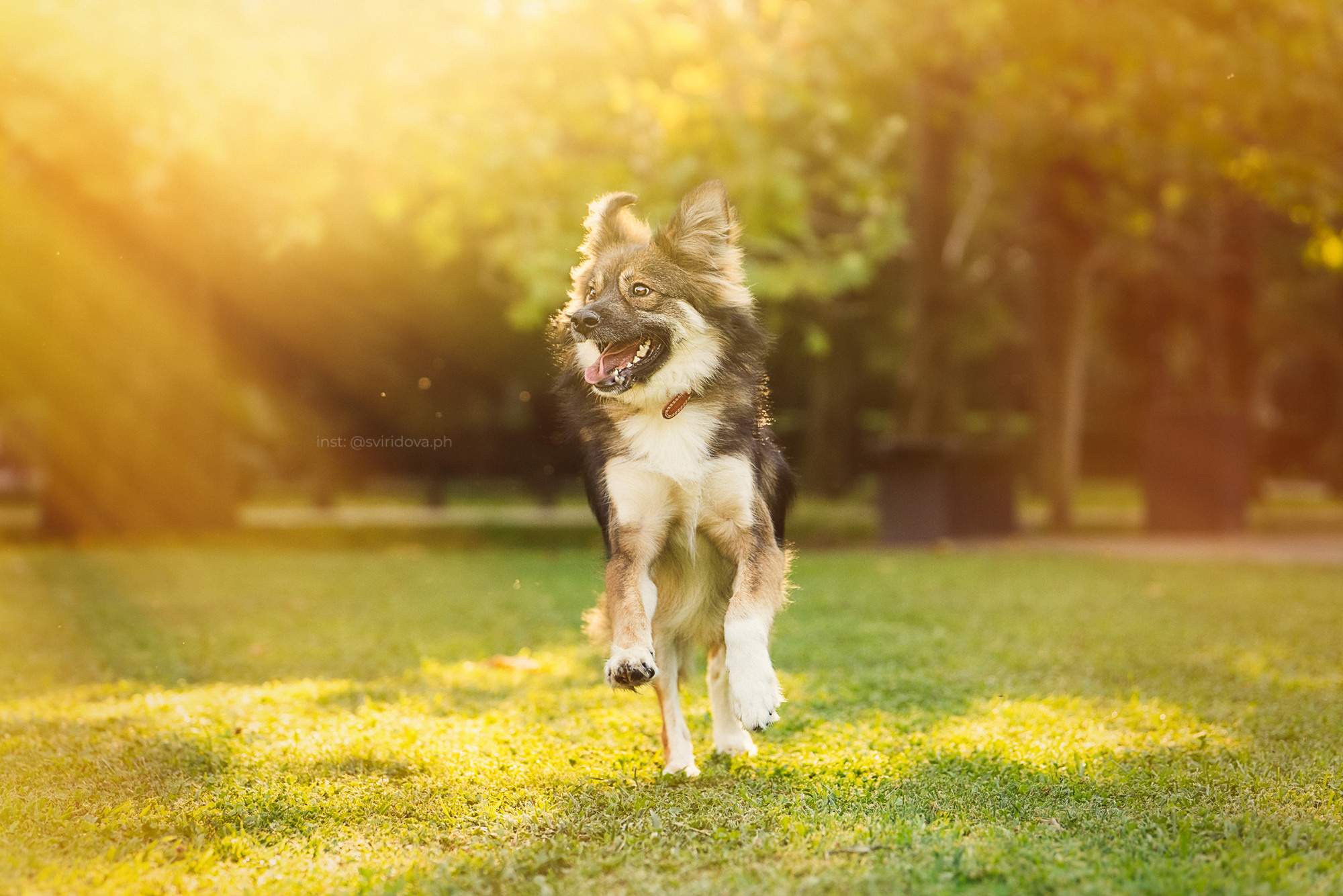 Собакам ищут дом. Фотограф анималист в Москве и Санкт-Петербурге Свиридова Анна