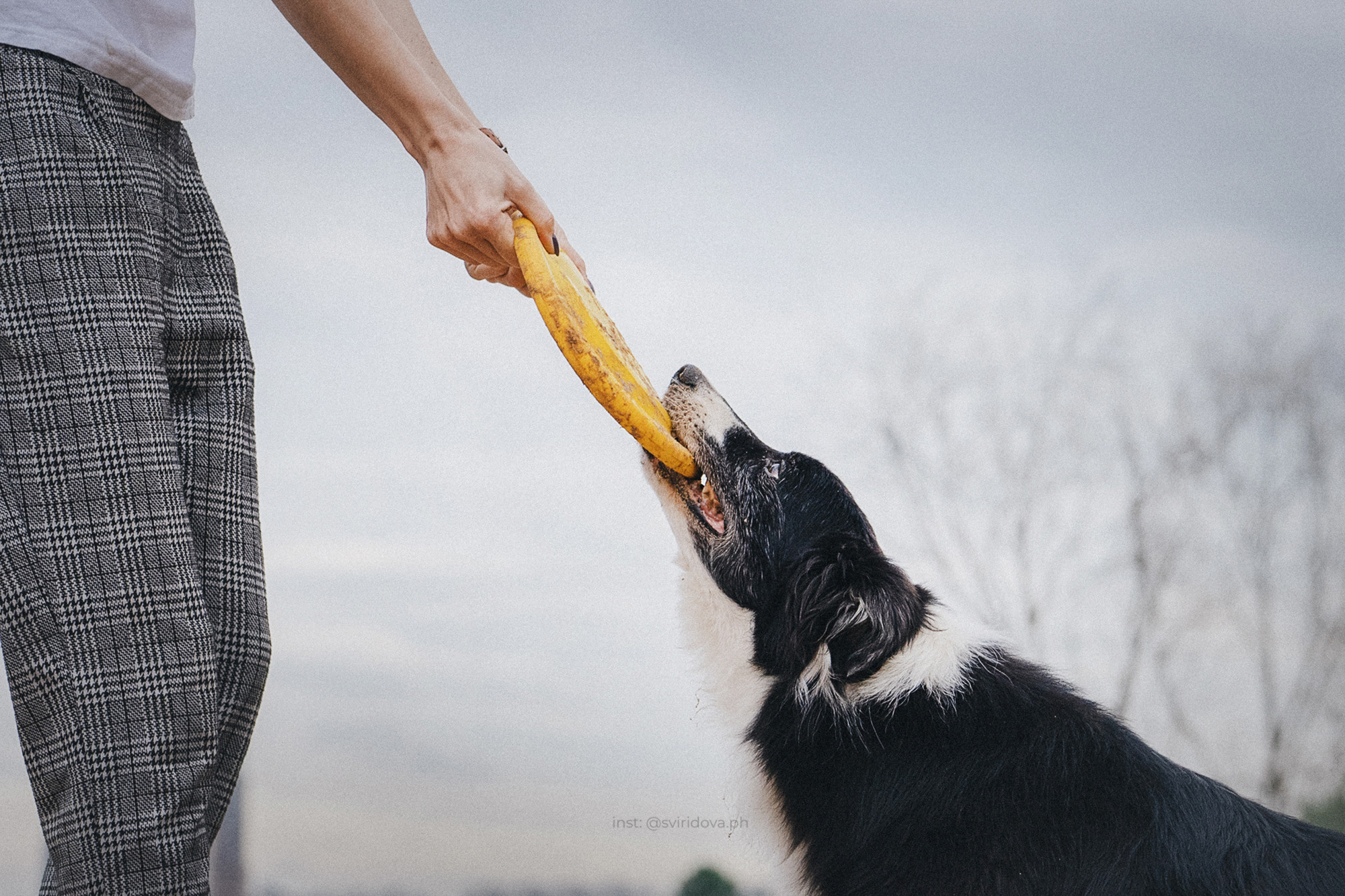 Вика и Веник. Фотограф анималист в Москве и Санкт-Петербурге Свиридова Анна