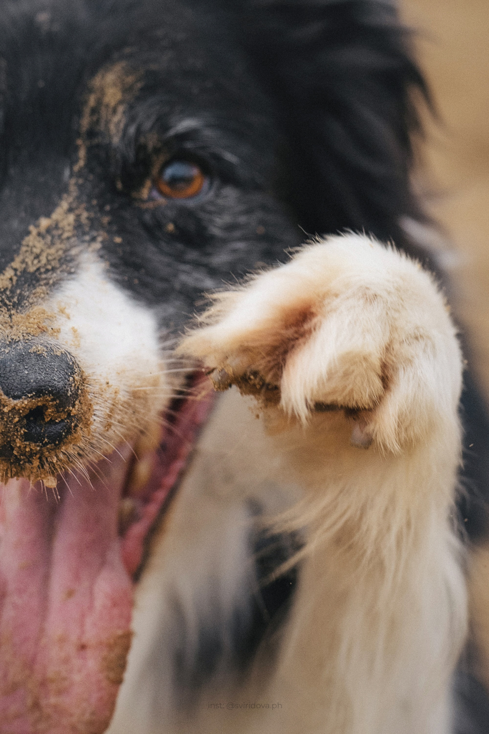 Вика и Веник. Фотограф анималист в Москве и Санкт-Петербурге Свиридова Анна