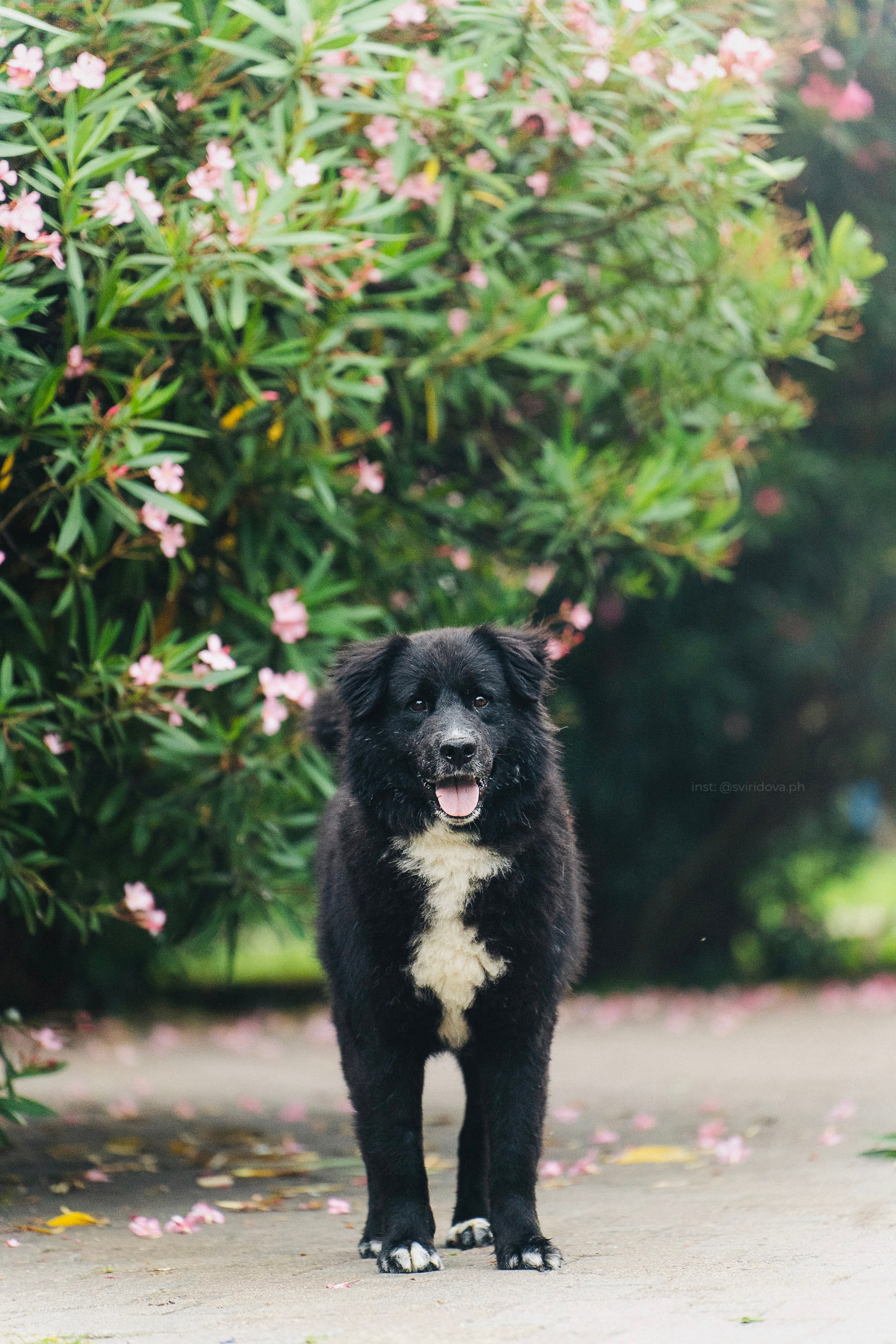 Собакам ищут дом. Фотограф анималист в Москве и Санкт-Петербурге Свиридова Анна