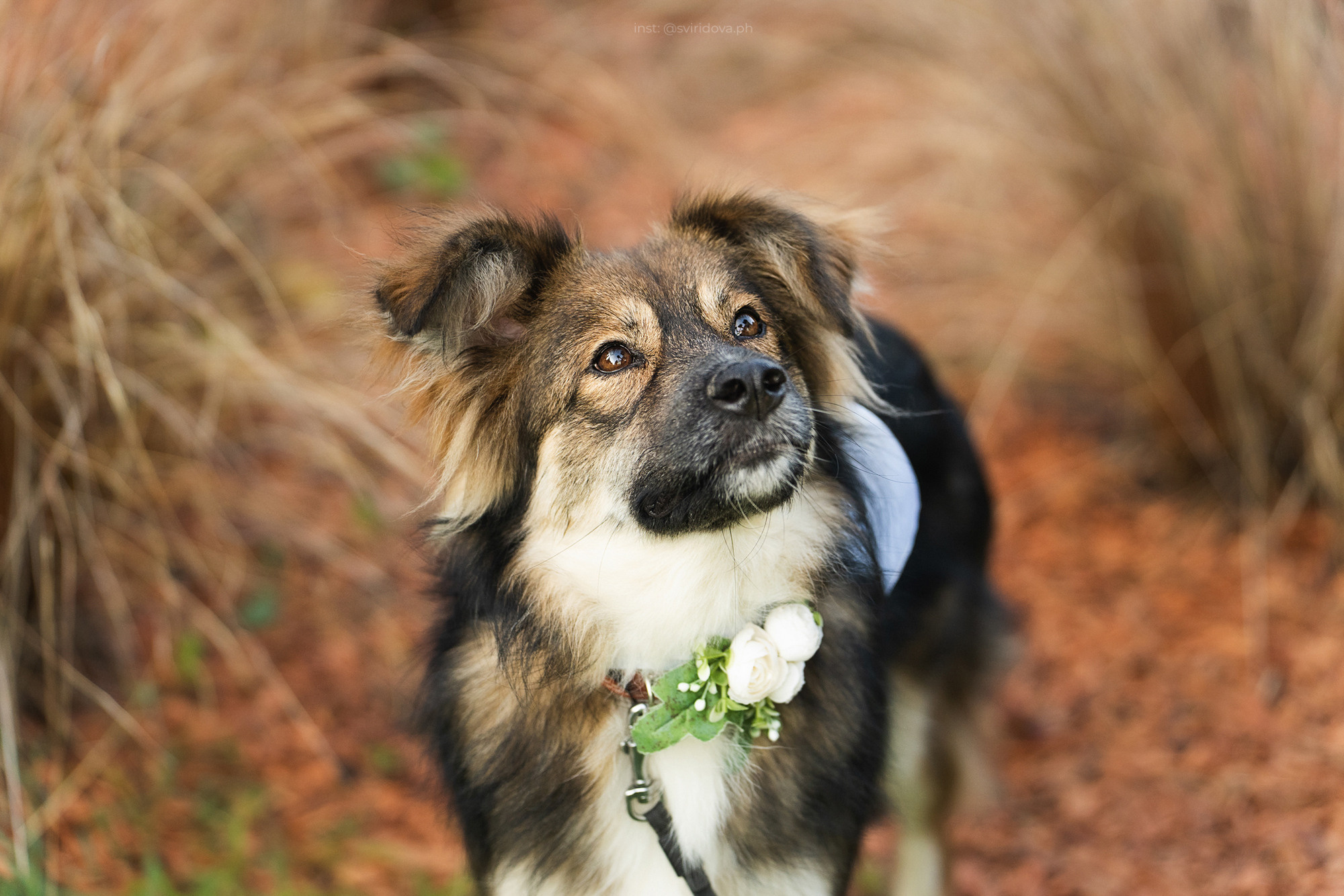 Собакам ищут дом. Фотограф анималист в Москве и Санкт-Петербурге Свиридова Анна