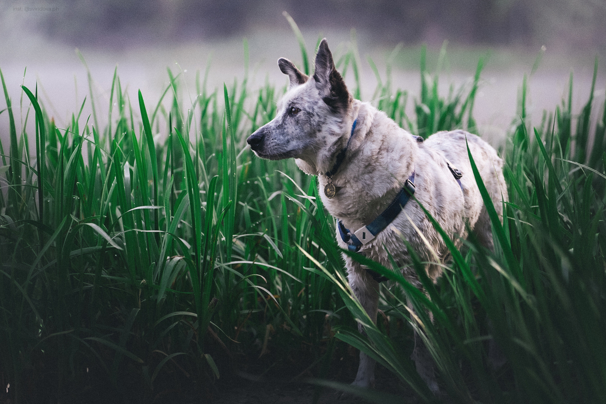 Катя и Бутуз. Фотограф анималист в Москве и Санкт-Петербурге Свиридова Анна