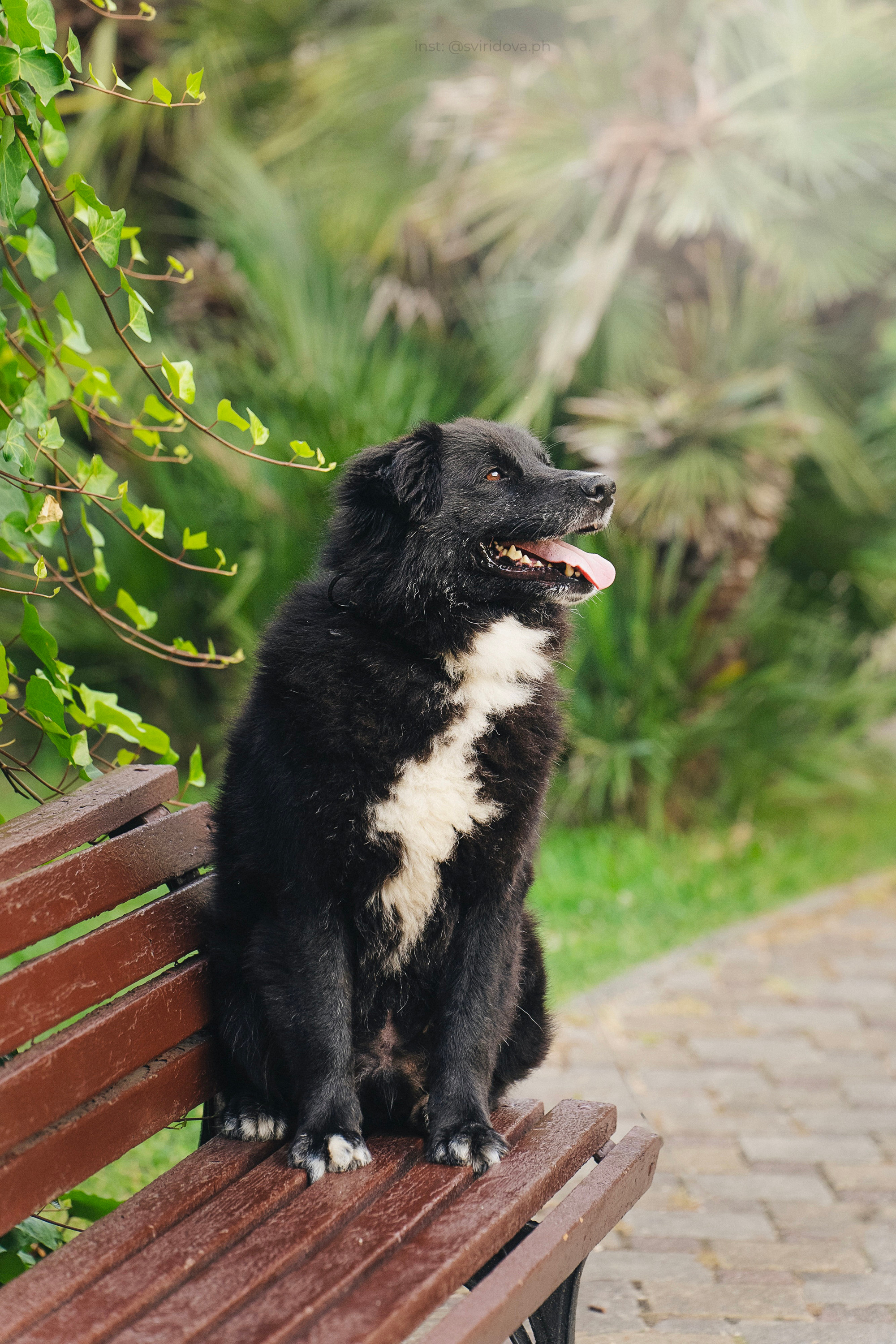 Собакам ищут дом. Фотограф анималист в Москве и Санкт-Петербурге Свиридова Анна