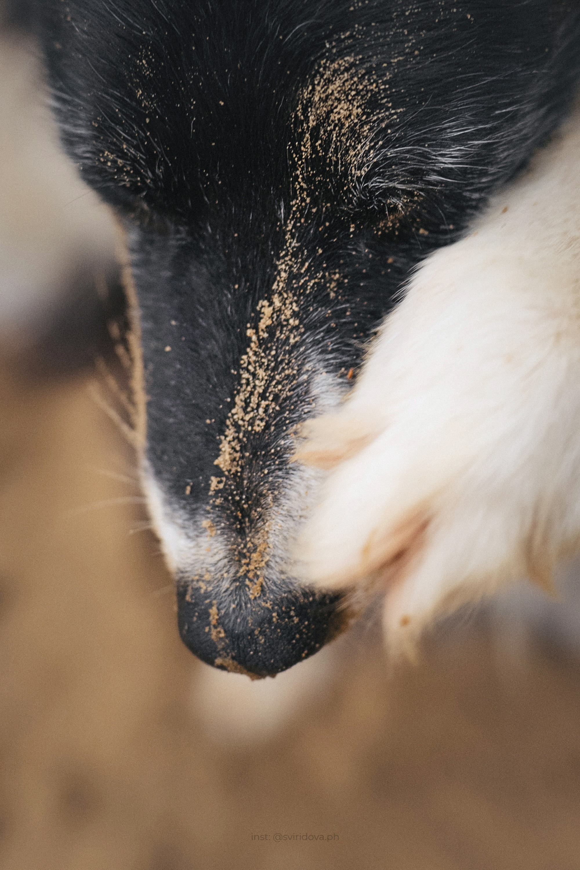 Вика и Веник. Фотограф анималист в Москве и Санкт-Петербурге Свиридова Анна