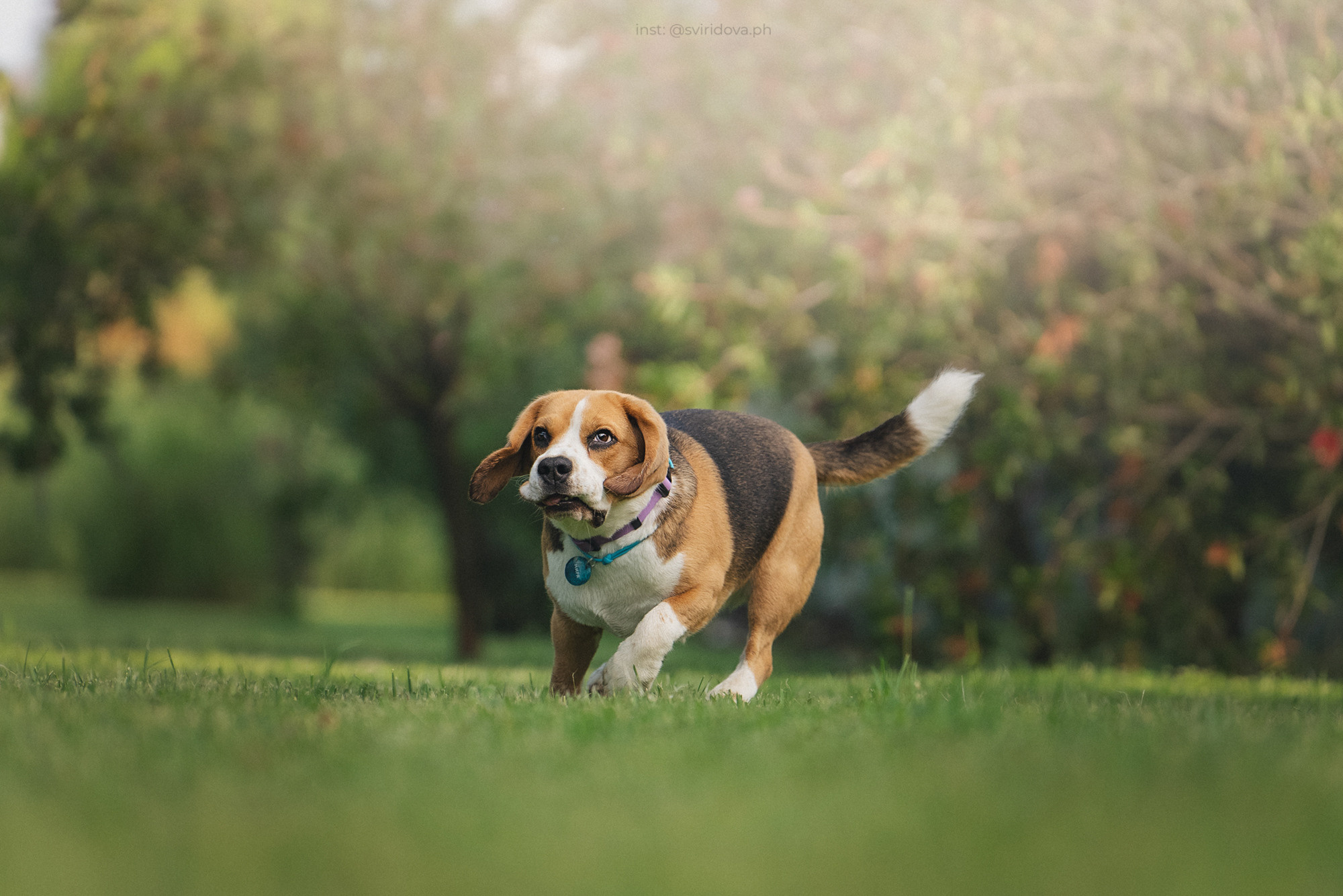 Евгения и Мира. Фотограф анималист в Москве и Санкт-Петербурге Свиридова Анна