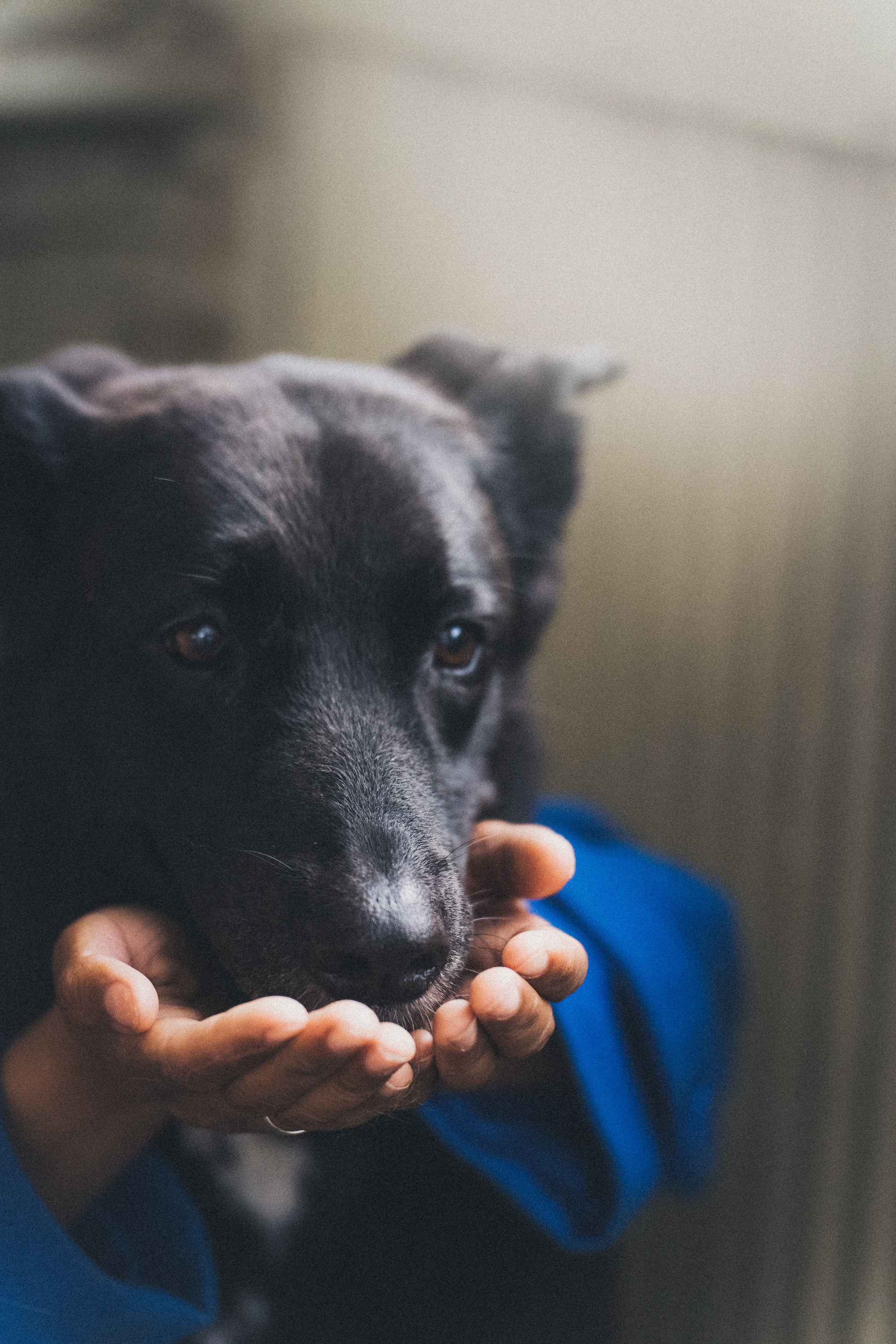Вика и Чара. Фотограф анималист в Москве и Санкт-Петербурге Свиридова Анна