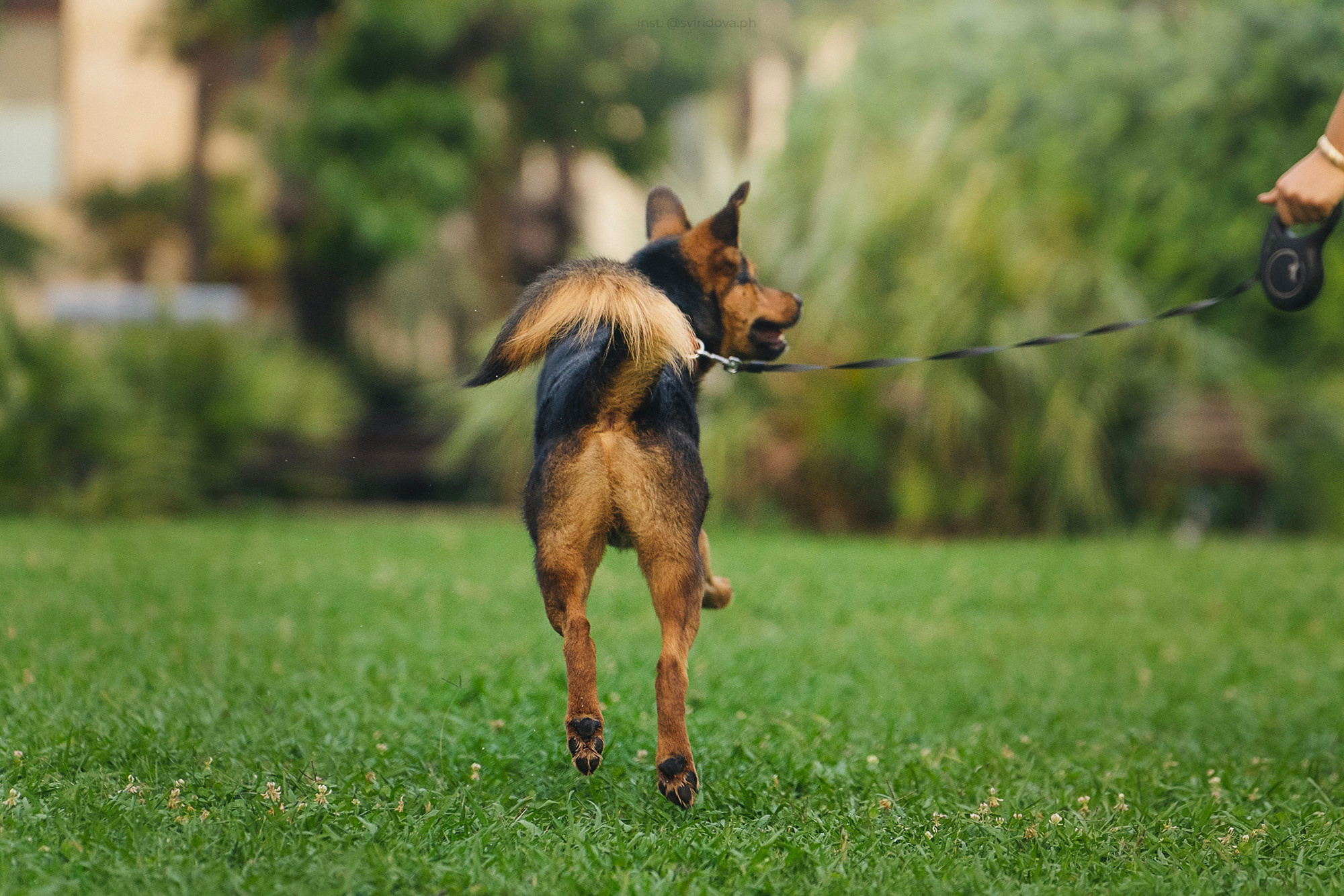 Собакам ищут дом. Фотограф анималист в Москве и Санкт-Петербурге Свиридова Анна