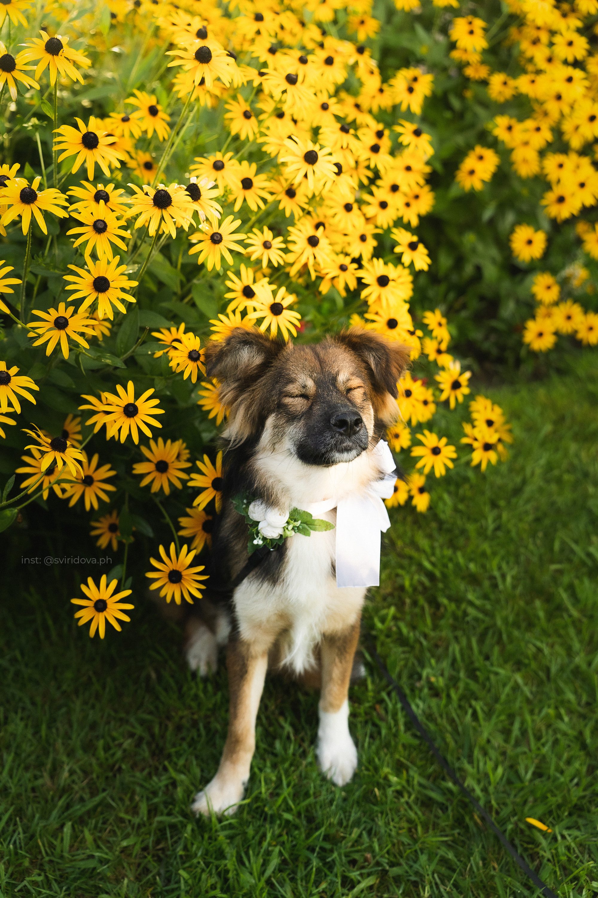 Собакам ищут дом. Фотограф анималист в Москве и Санкт-Петербурге Свиридова Анна
