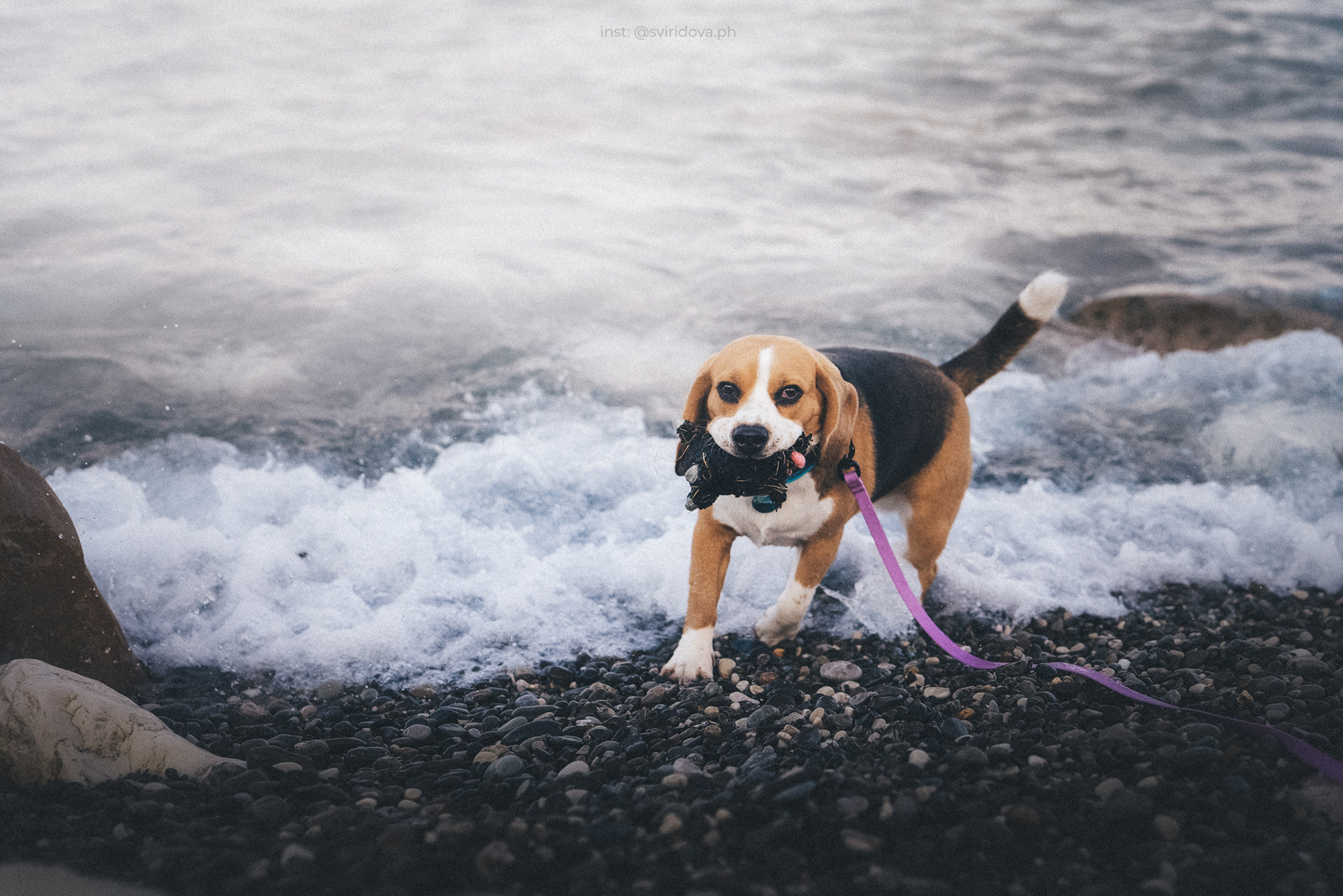 Евгения и Мира. Фотограф анималист в Москве и Санкт-Петербурге Свиридова Анна