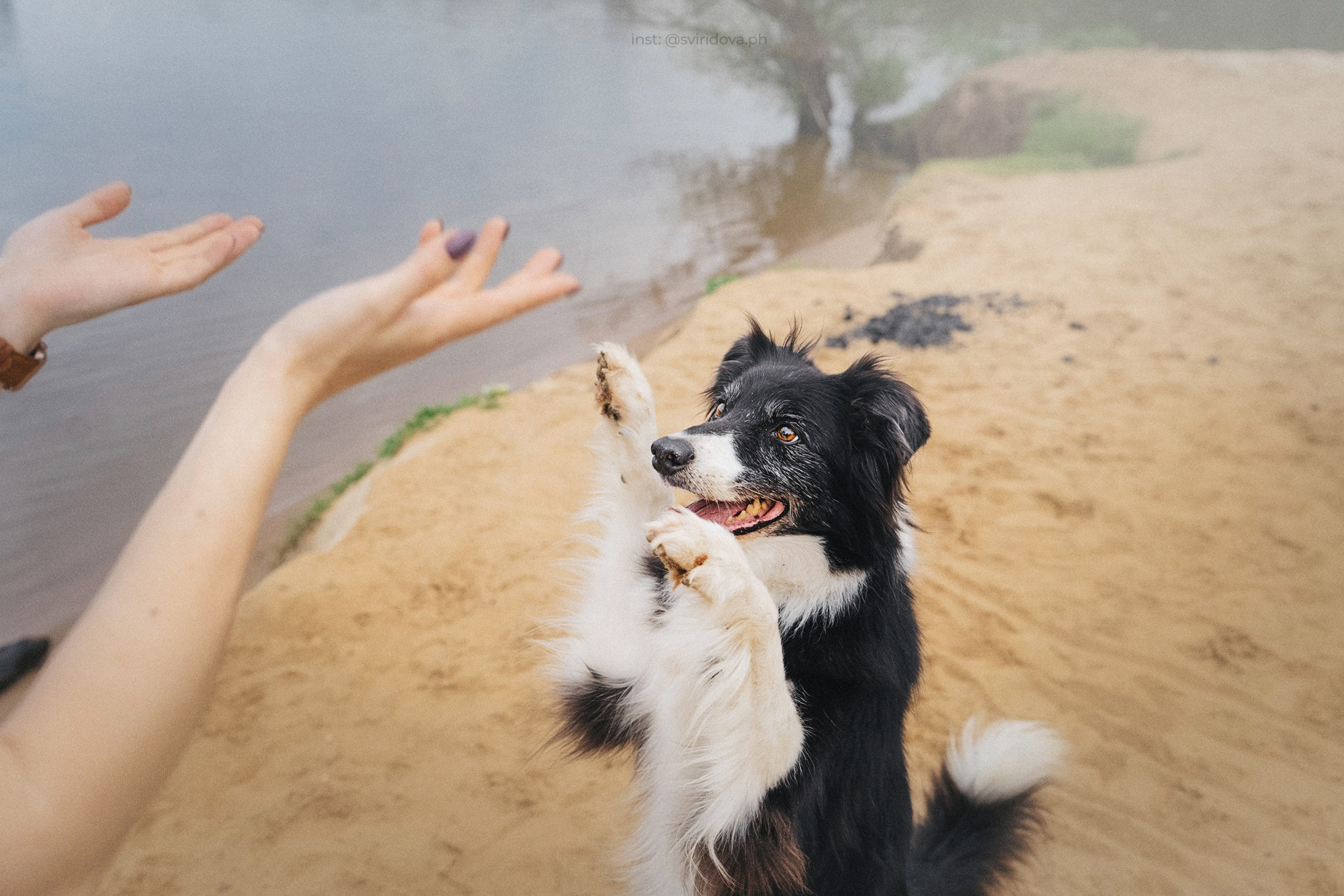 Вика и Веник. Фотограф анималист в Москве и Санкт-Петербурге Свиридова Анна