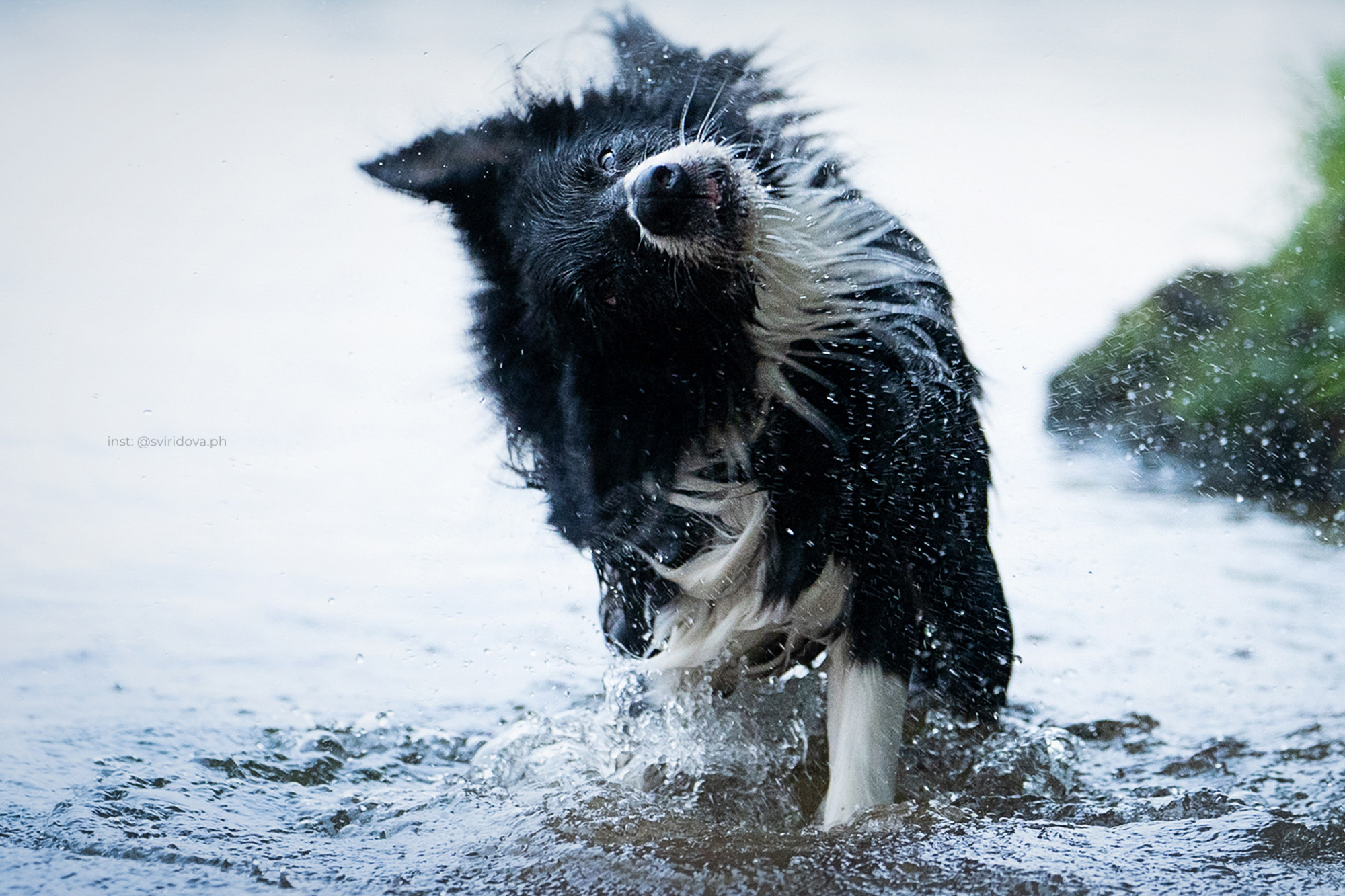 Вика и Веник. Фотограф анималист в Москве и Санкт-Петербурге Свиридова Анна