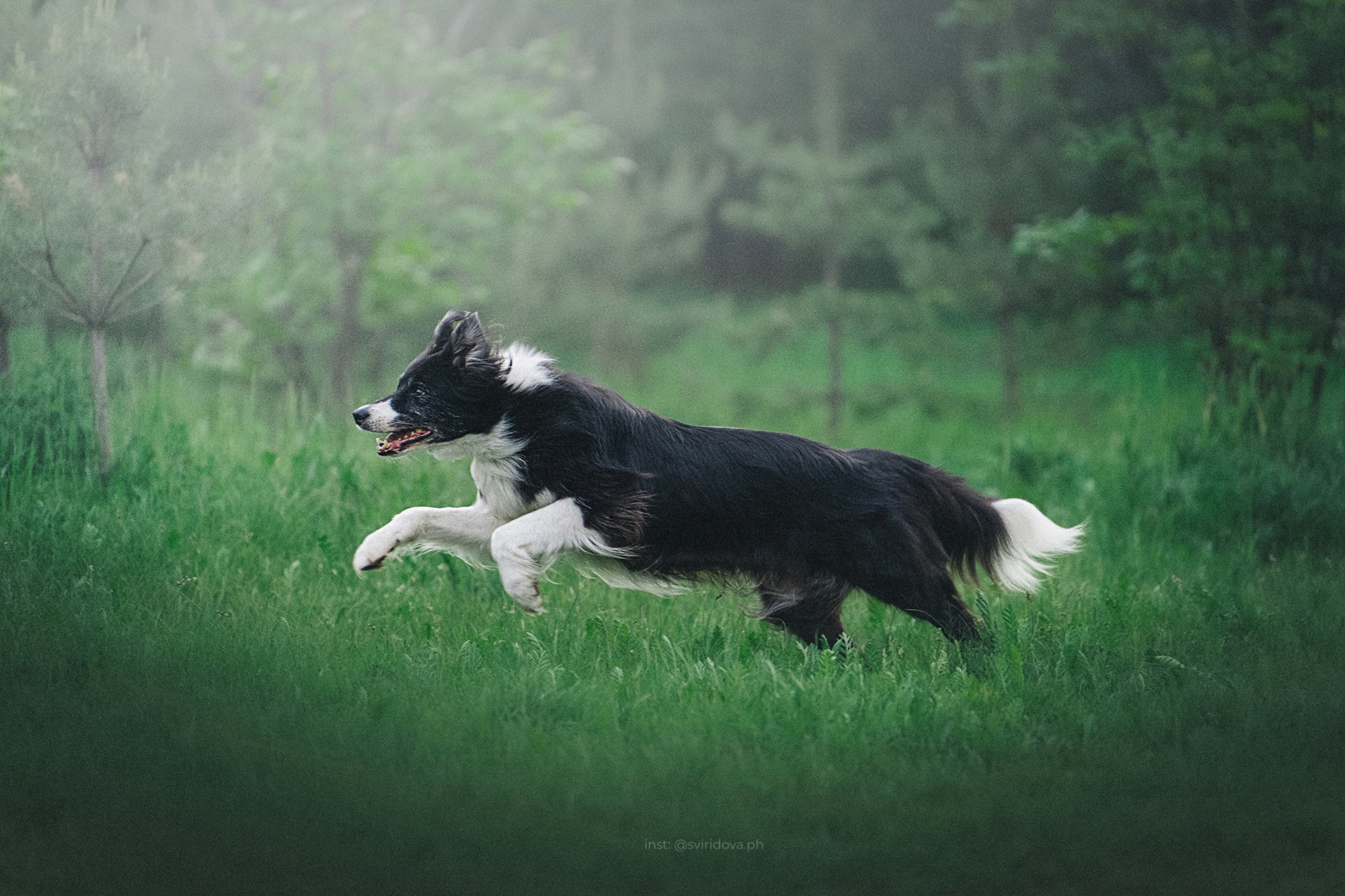 Вика и Веник. Фотограф анималист в Москве и Санкт-Петербурге Свиридова Анна