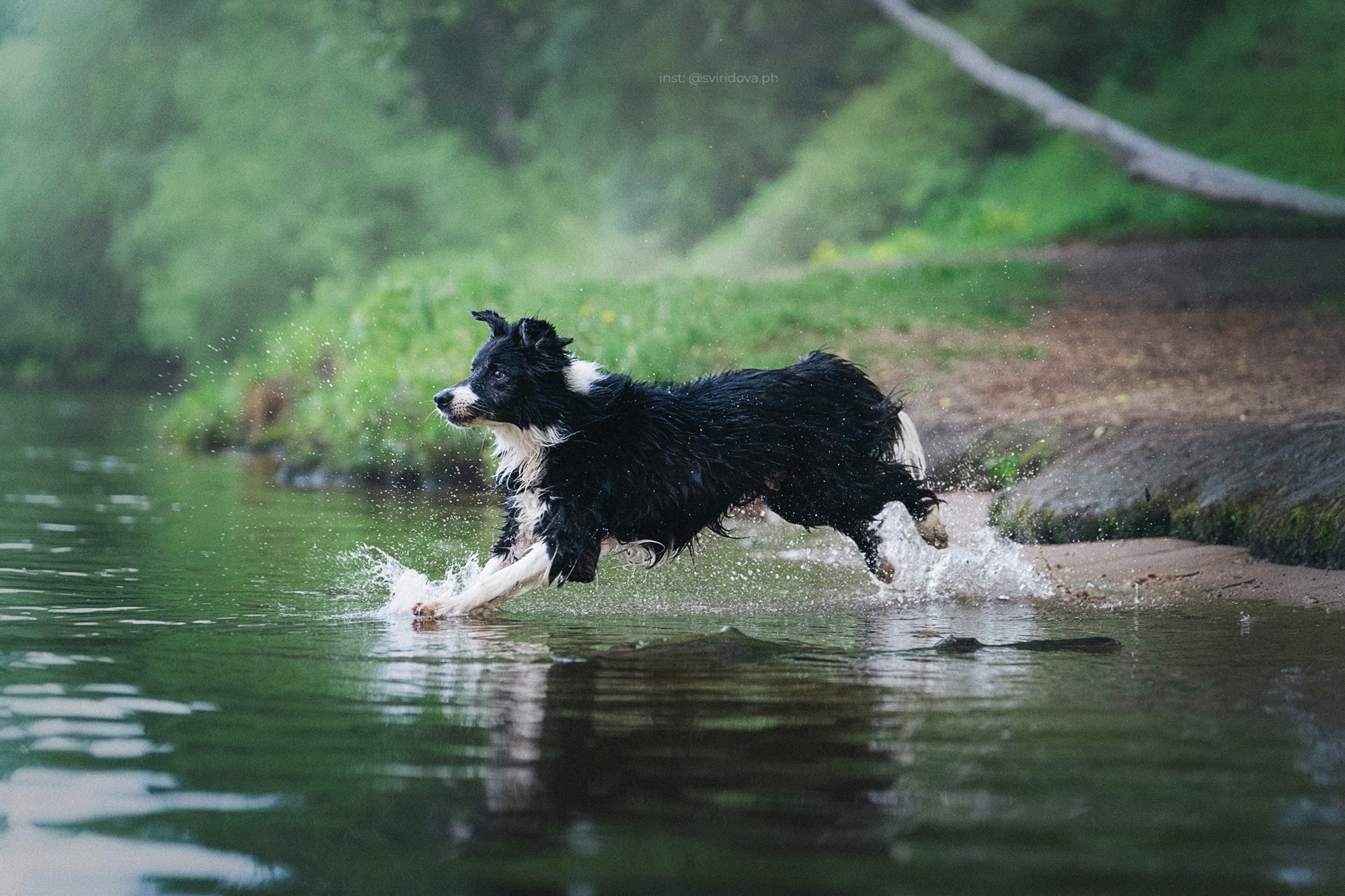 Вика и Веник. Фотограф анималист в Москве и Санкт-Петербурге Свиридова Анна