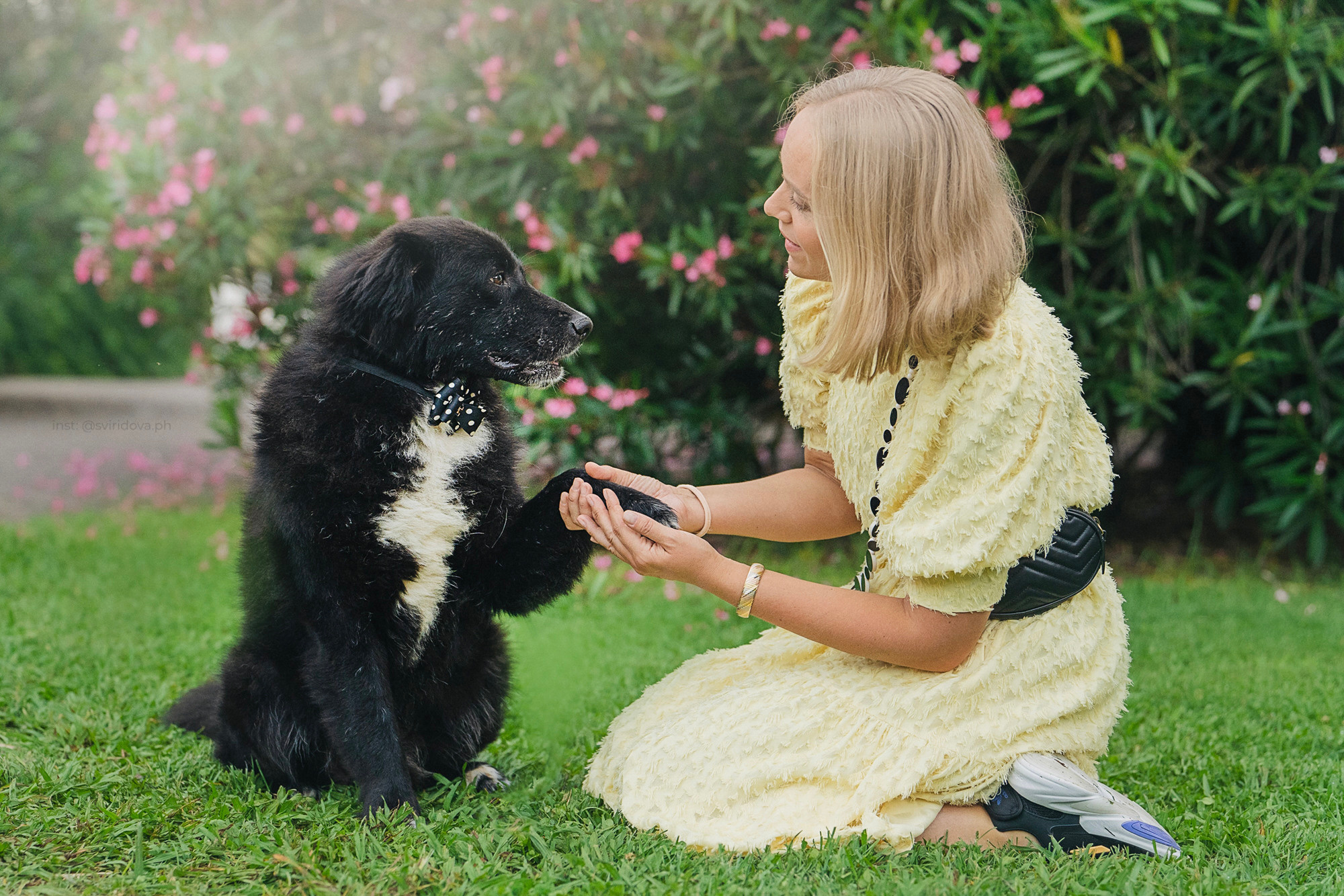 Собакам ищут дом. Фотограф анималист в Москве и Санкт-Петербурге Свиридова Анна