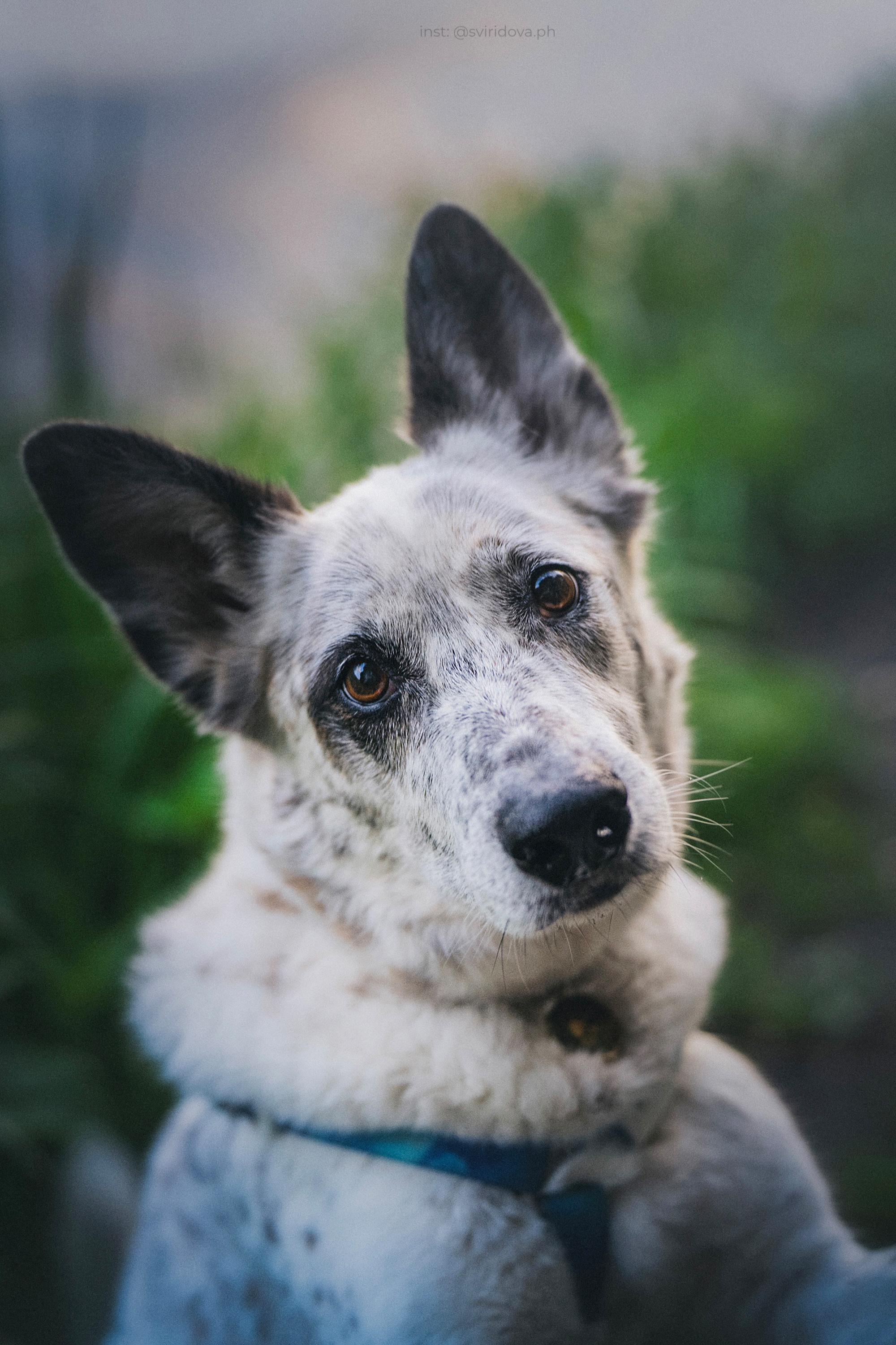 Катя и Бутуз. Фотограф анималист в Москве и Санкт-Петербурге Свиридова Анна