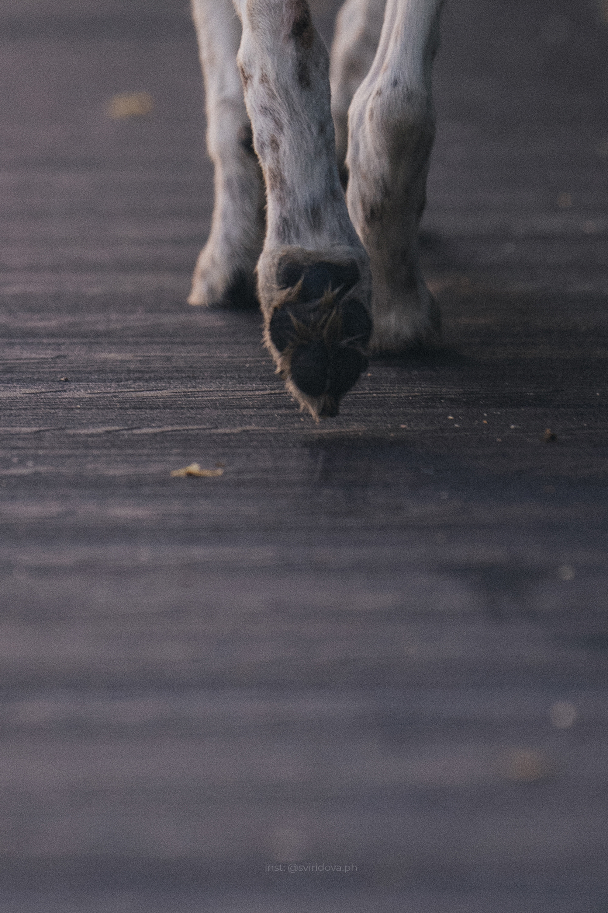 Катя и Бутуз. Фотограф анималист в Москве и Санкт-Петербурге Свиридова Анна