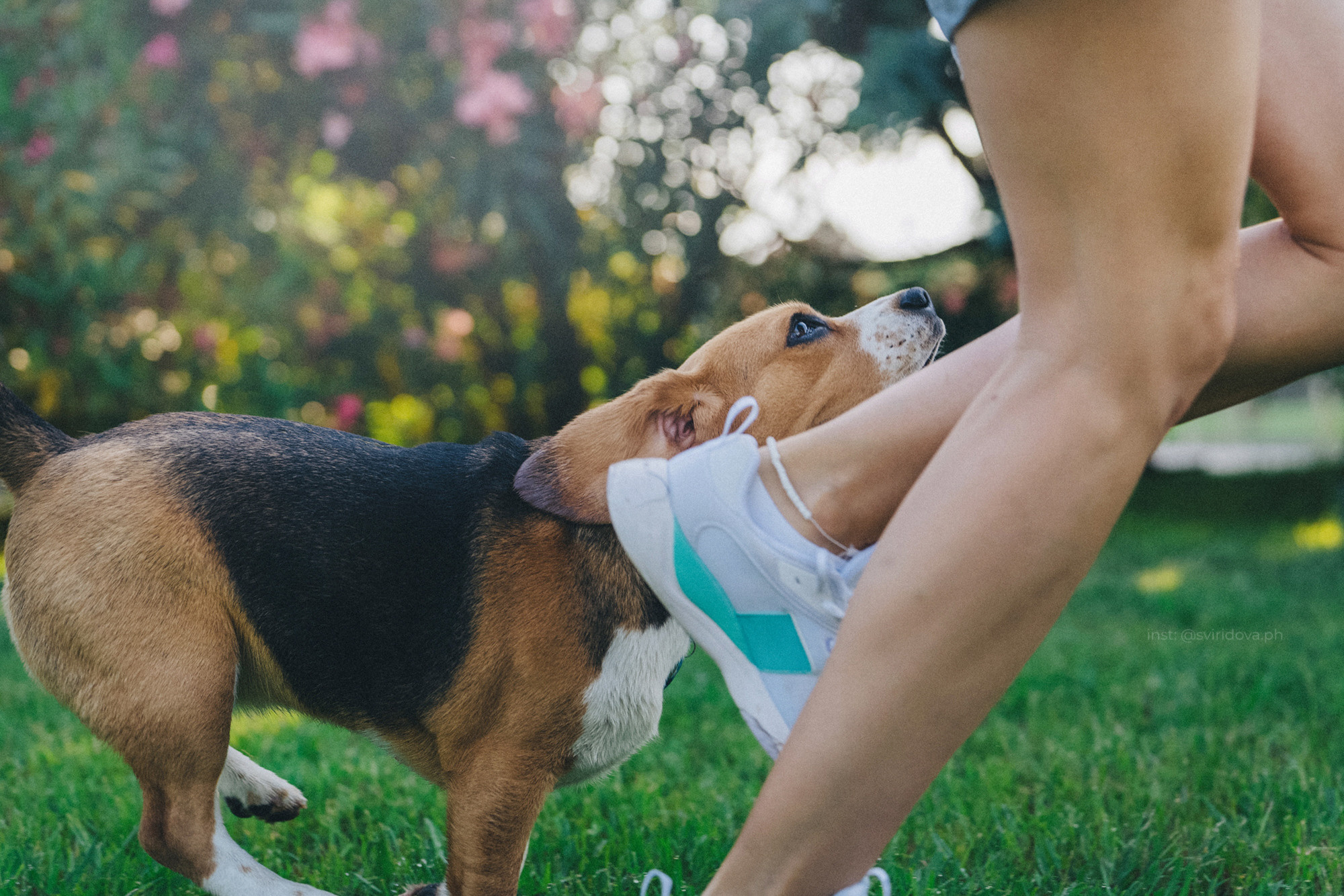 Евгения и Мира. Фотограф анималист в Москве и Санкт-Петербурге Свиридова Анна