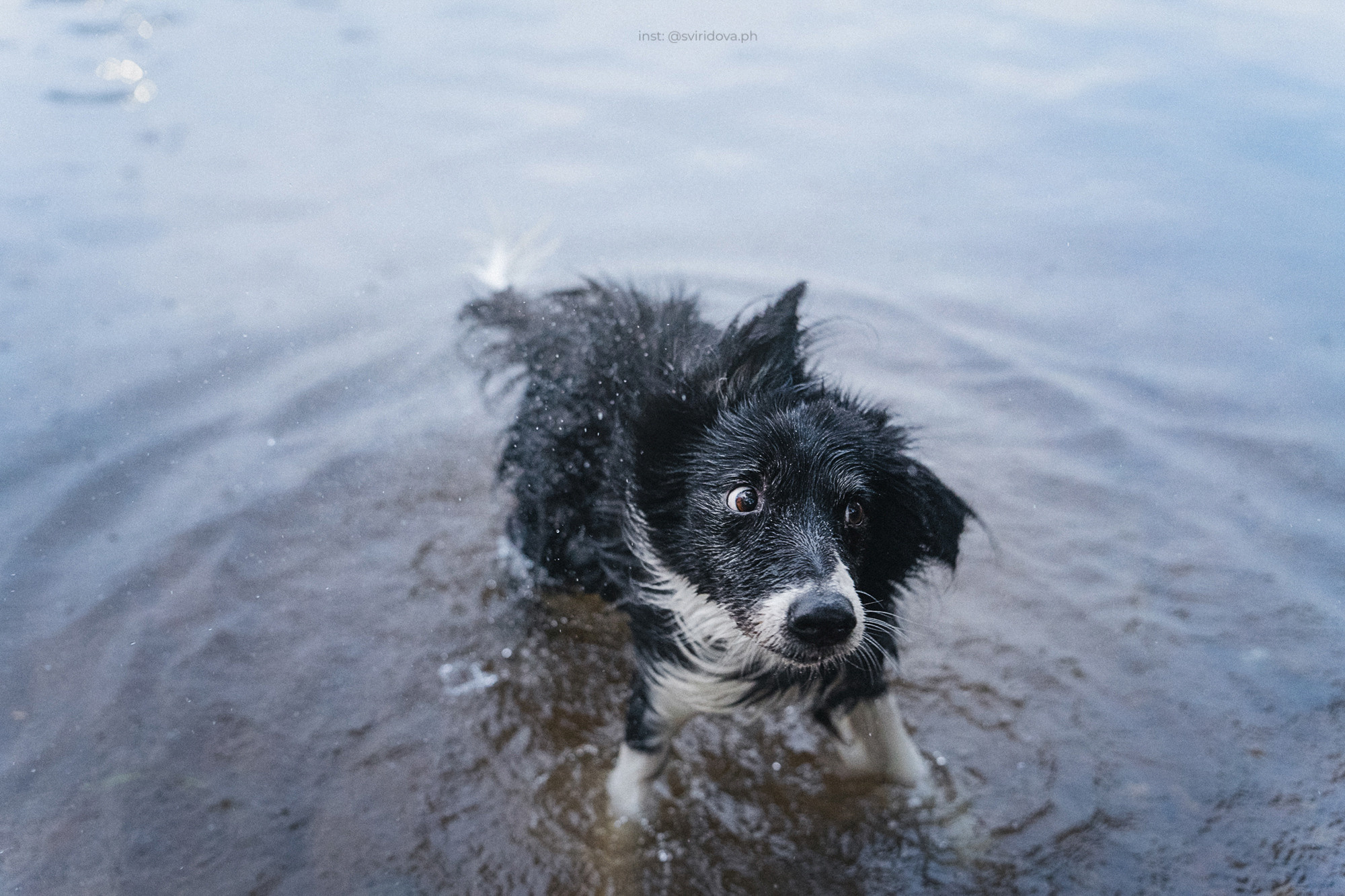 Вика и Веник. Фотограф анималист в Москве и Санкт-Петербурге Свиридова Анна