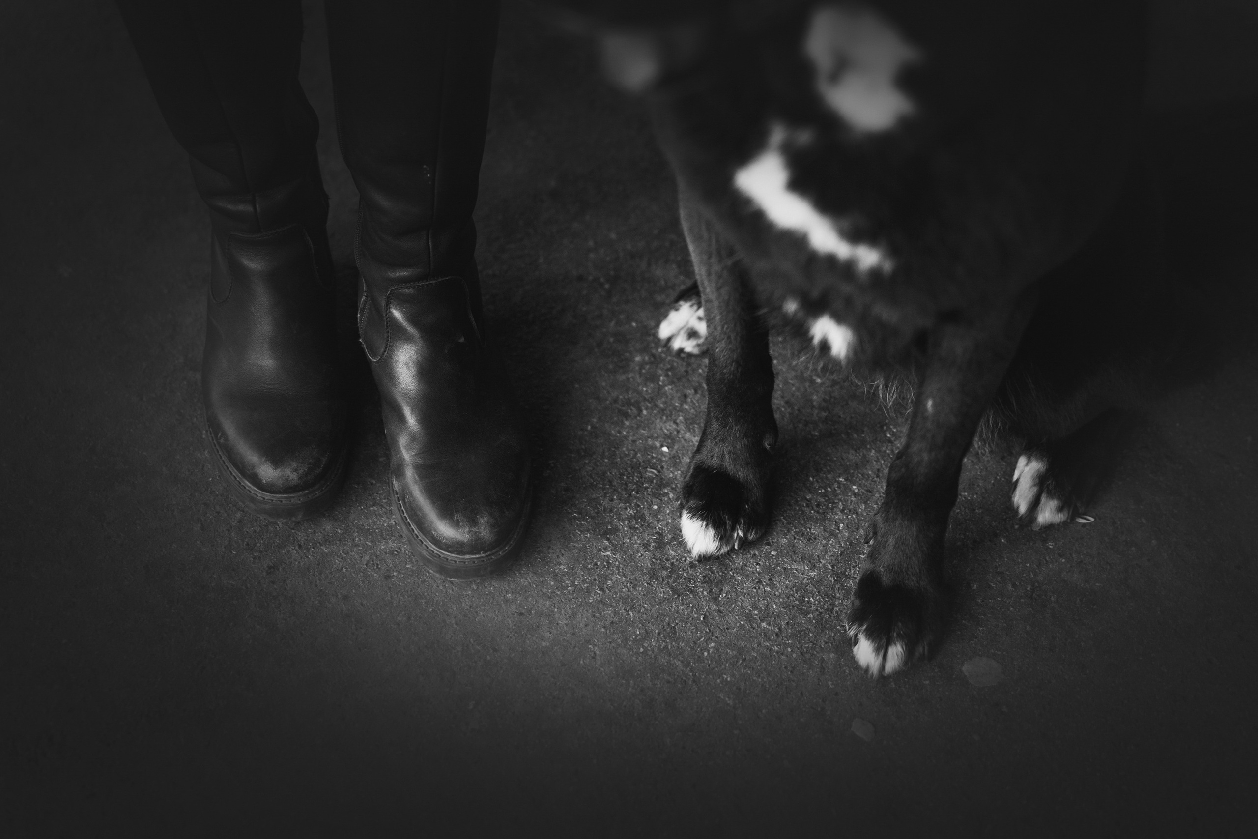 Вика и Чара. Фотограф анималист в Москве и Санкт-Петербурге Свиридова Анна