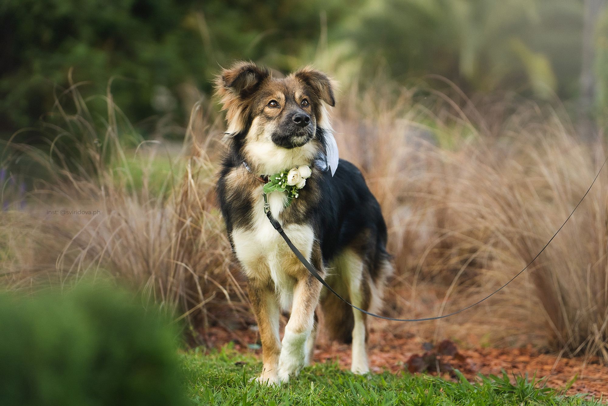 Собакам ищут дом. Фотограф анималист в Москве и Санкт-Петербурге Свиридова Анна