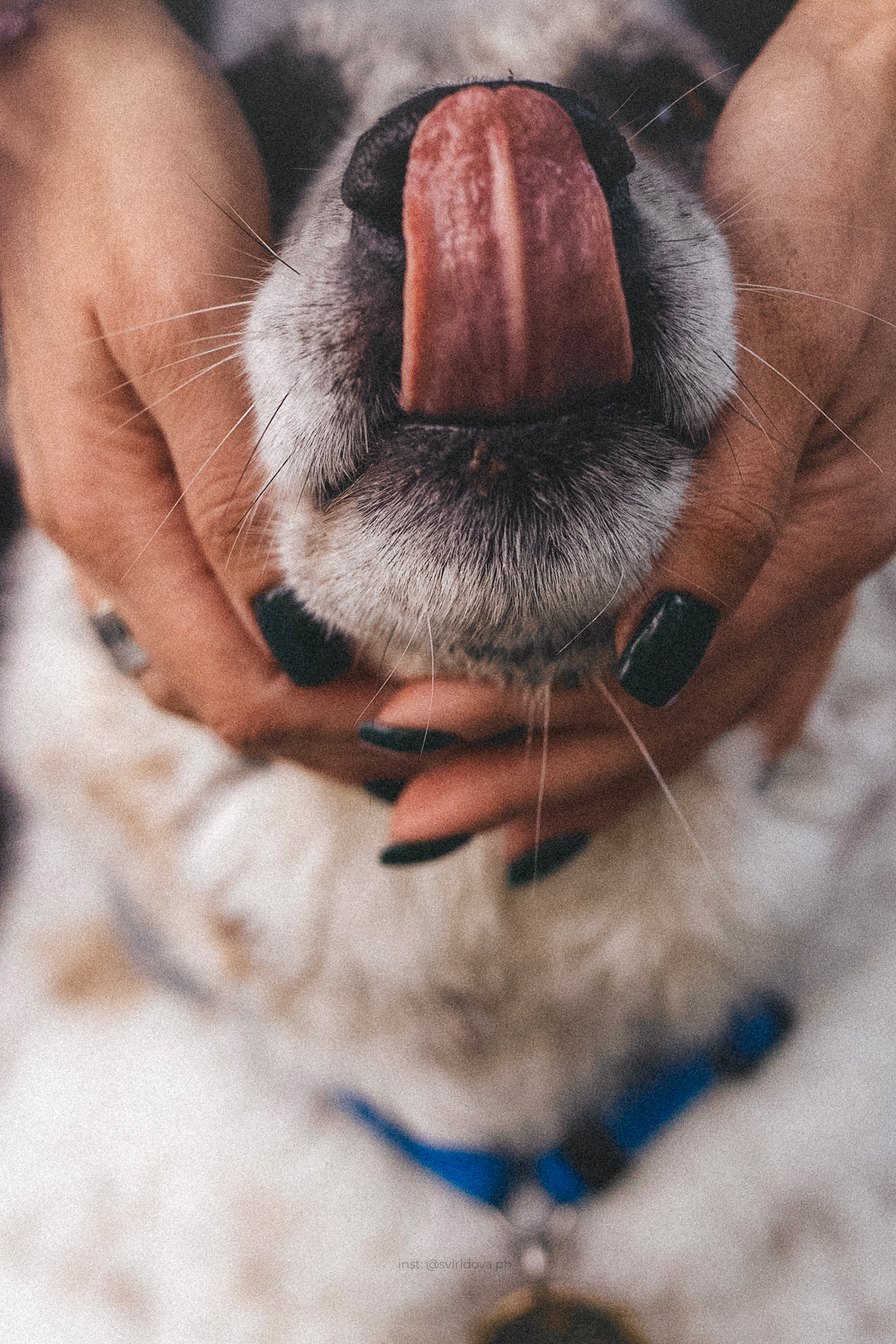 Катя и Бутуз. Фотограф анималист в Москве и Санкт-Петербурге Свиридова Анна