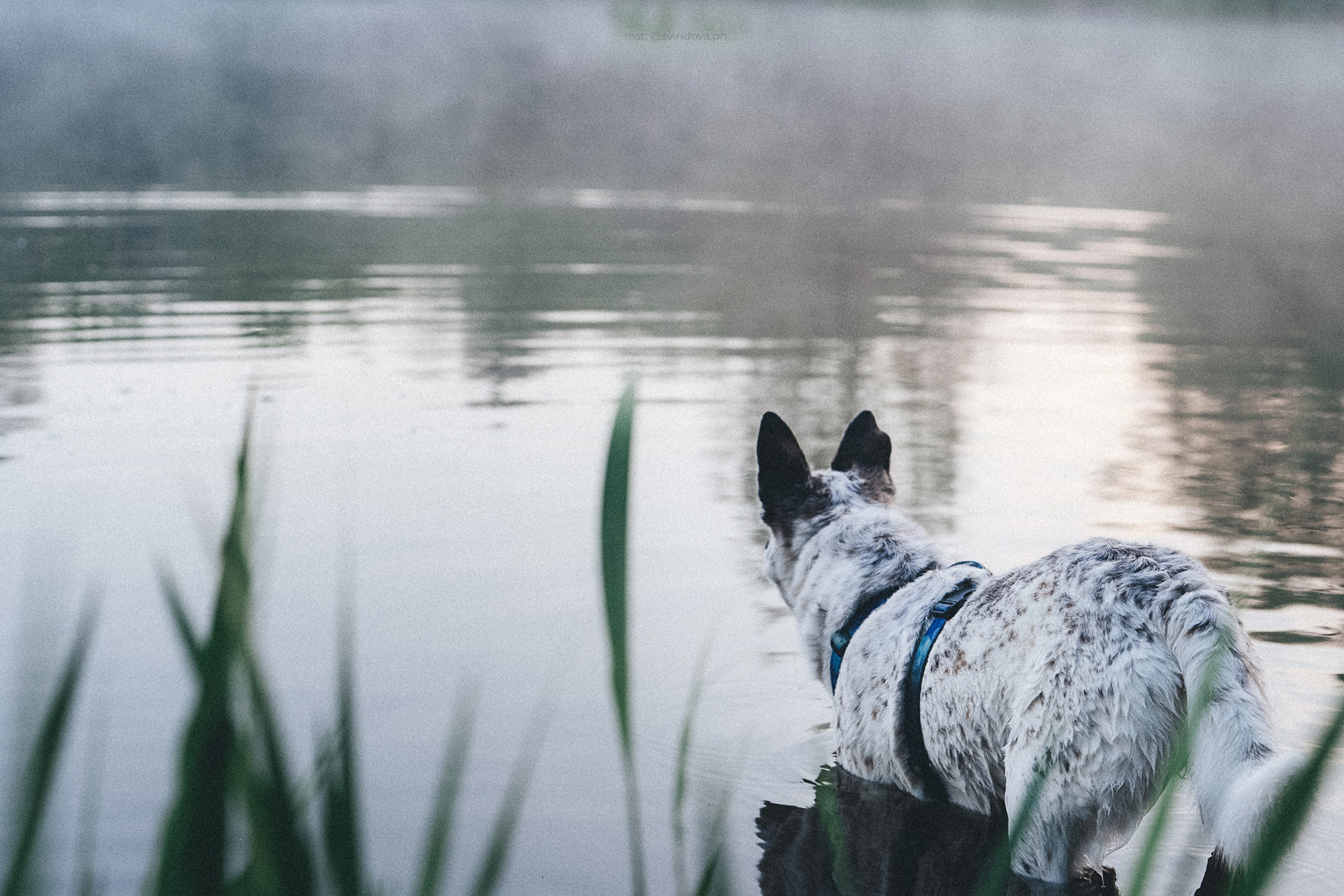 Катя и Бутуз. Фотограф анималист в Москве и Санкт-Петербурге Свиридова Анна