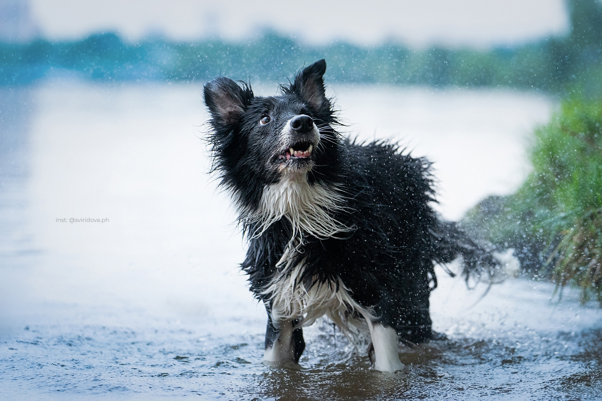 Вика и Веник. Фотограф анималист в Москве и Санкт-Петербурге Свиридова Анна