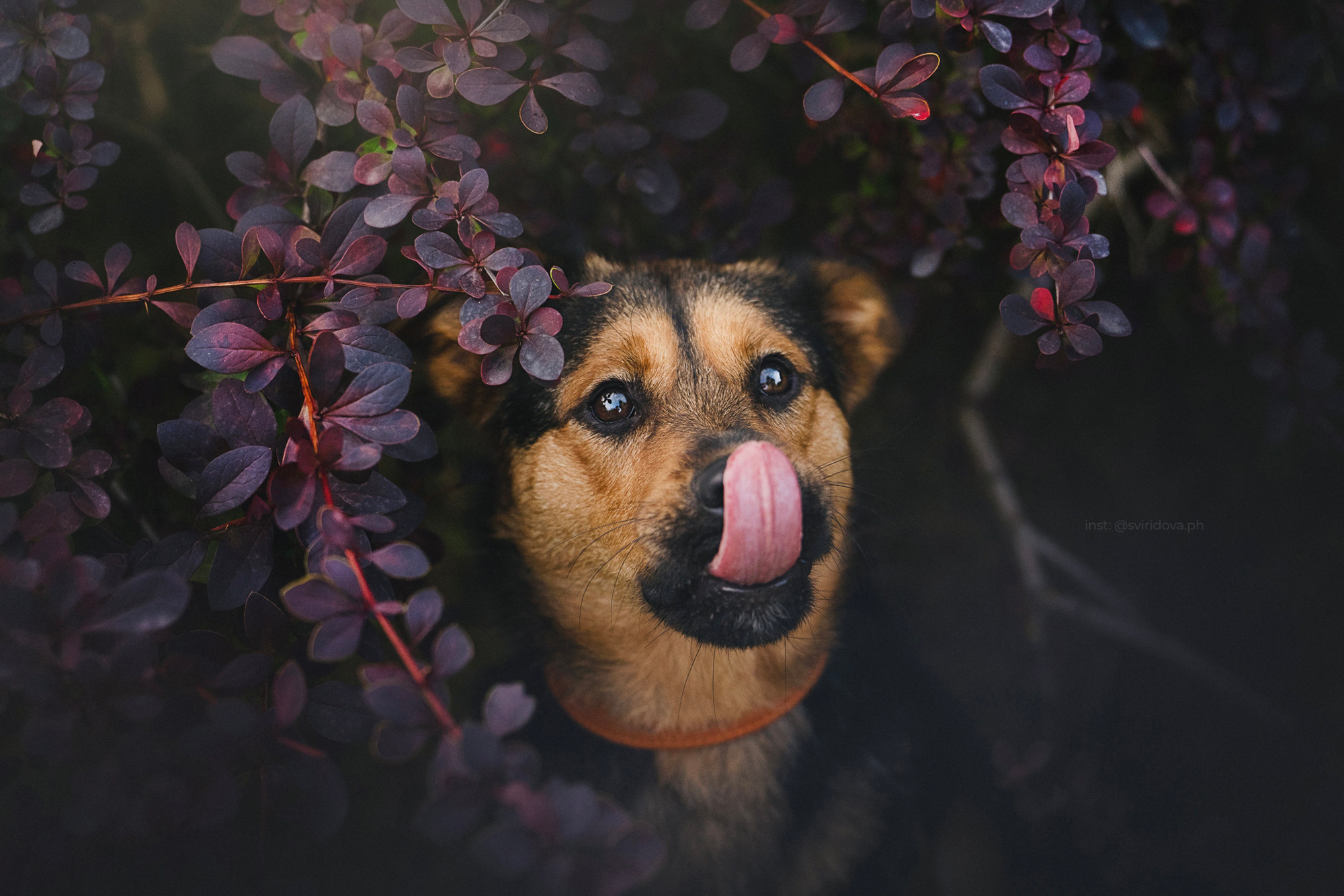 Собакам ищут дом. Фотограф анималист в Москве и Санкт-Петербурге Свиридова Анна