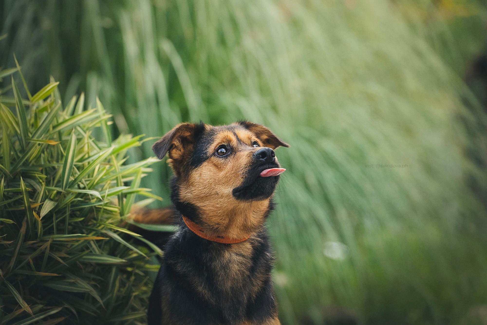 Собакам ищут дом. Фотограф анималист в Москве и Санкт-Петербурге Свиридова Анна