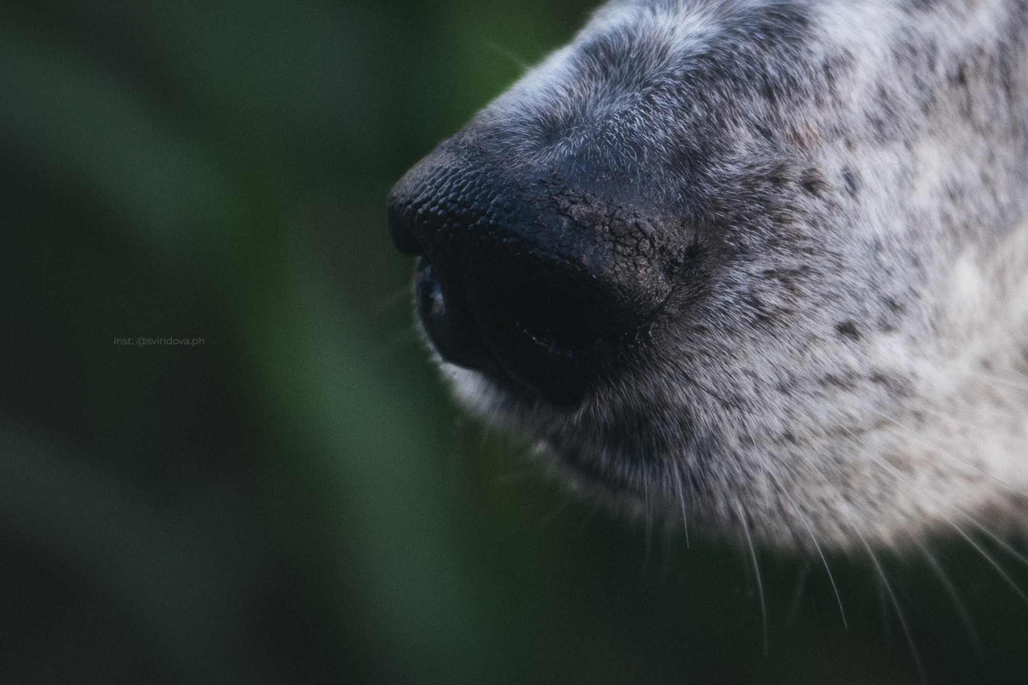 Катя и Бутуз. Фотограф анималист в Москве и Санкт-Петербурге Свиридова Анна