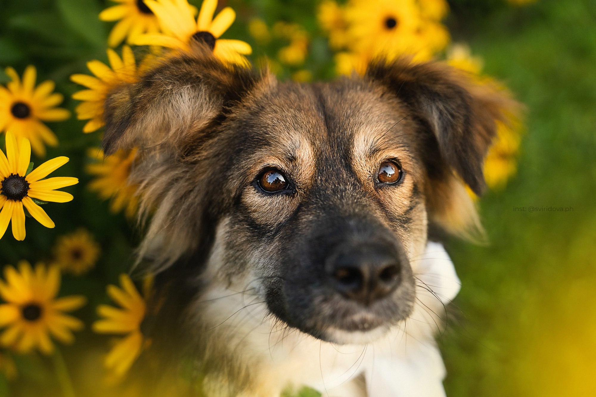 Собакам ищут дом. Фотограф анималист в Москве и Санкт-Петербурге Свиридова Анна