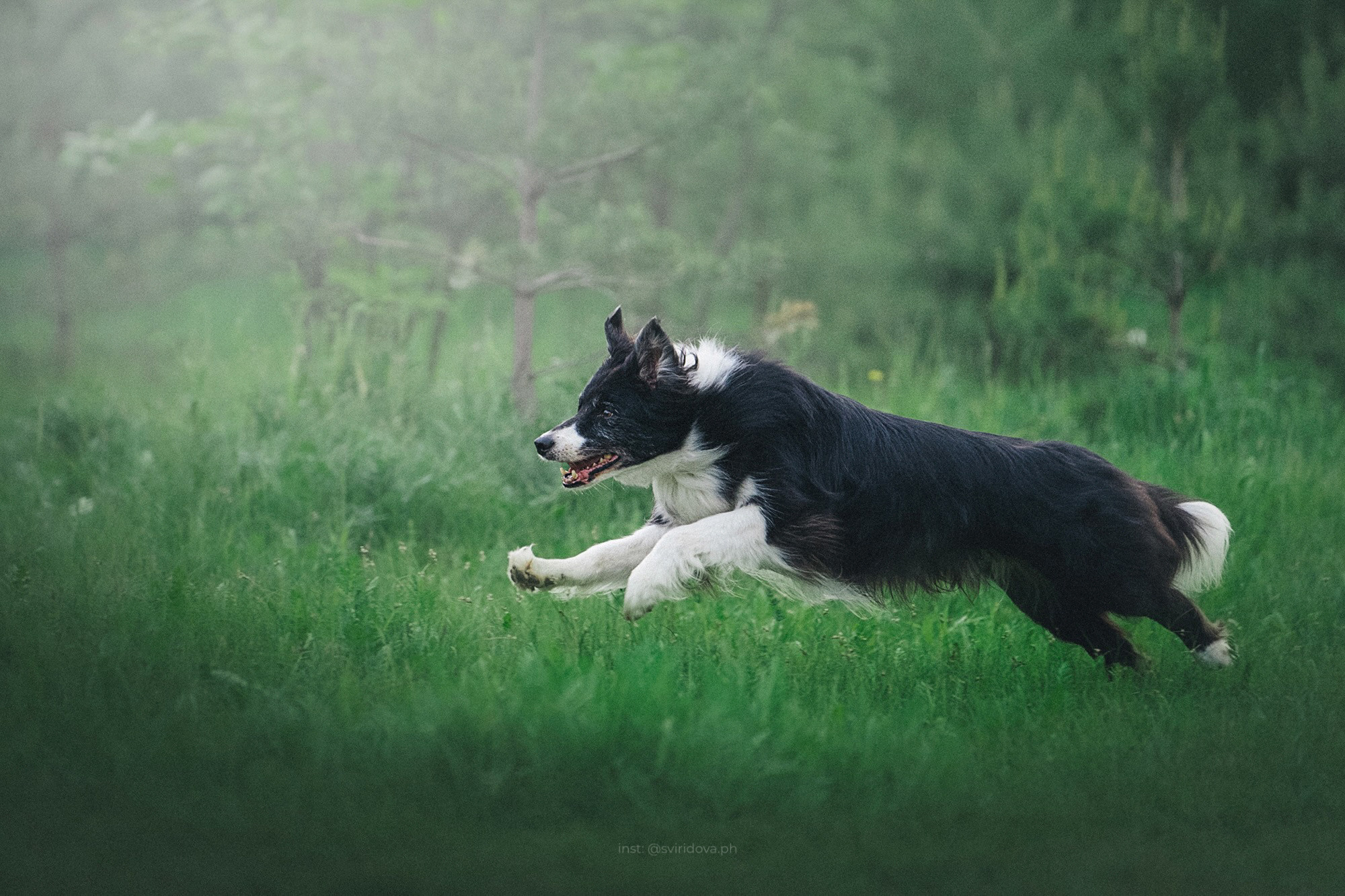 Вика и Веник. Фотограф анималист в Москве и Санкт-Петербурге Свиридова Анна
