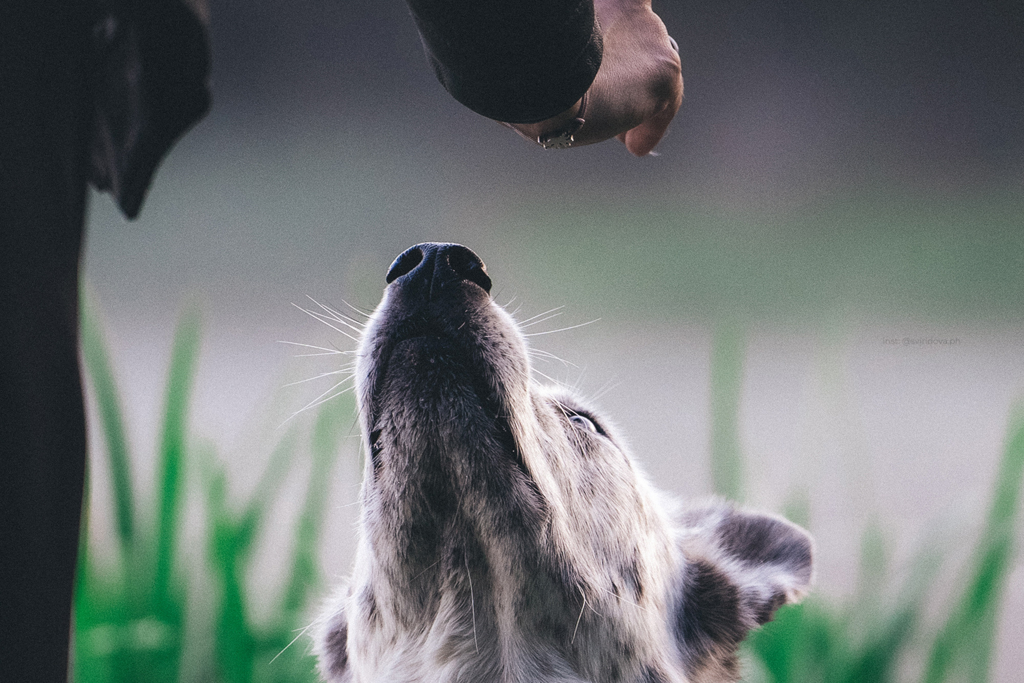 Катя и Бутуз. Фотограф анималист в Москве и Санкт-Петербурге Свиридова Анна