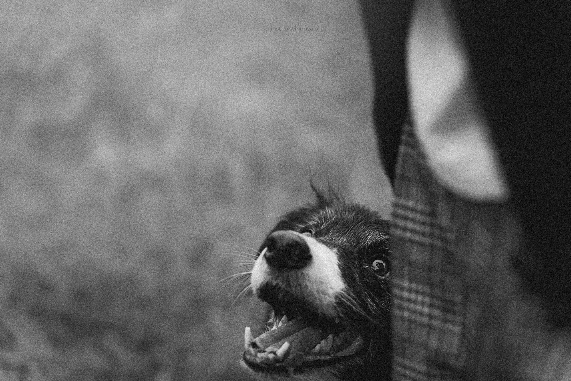 Вика и Веник. Фотограф анималист в Москве и Санкт-Петербурге Свиридова Анна