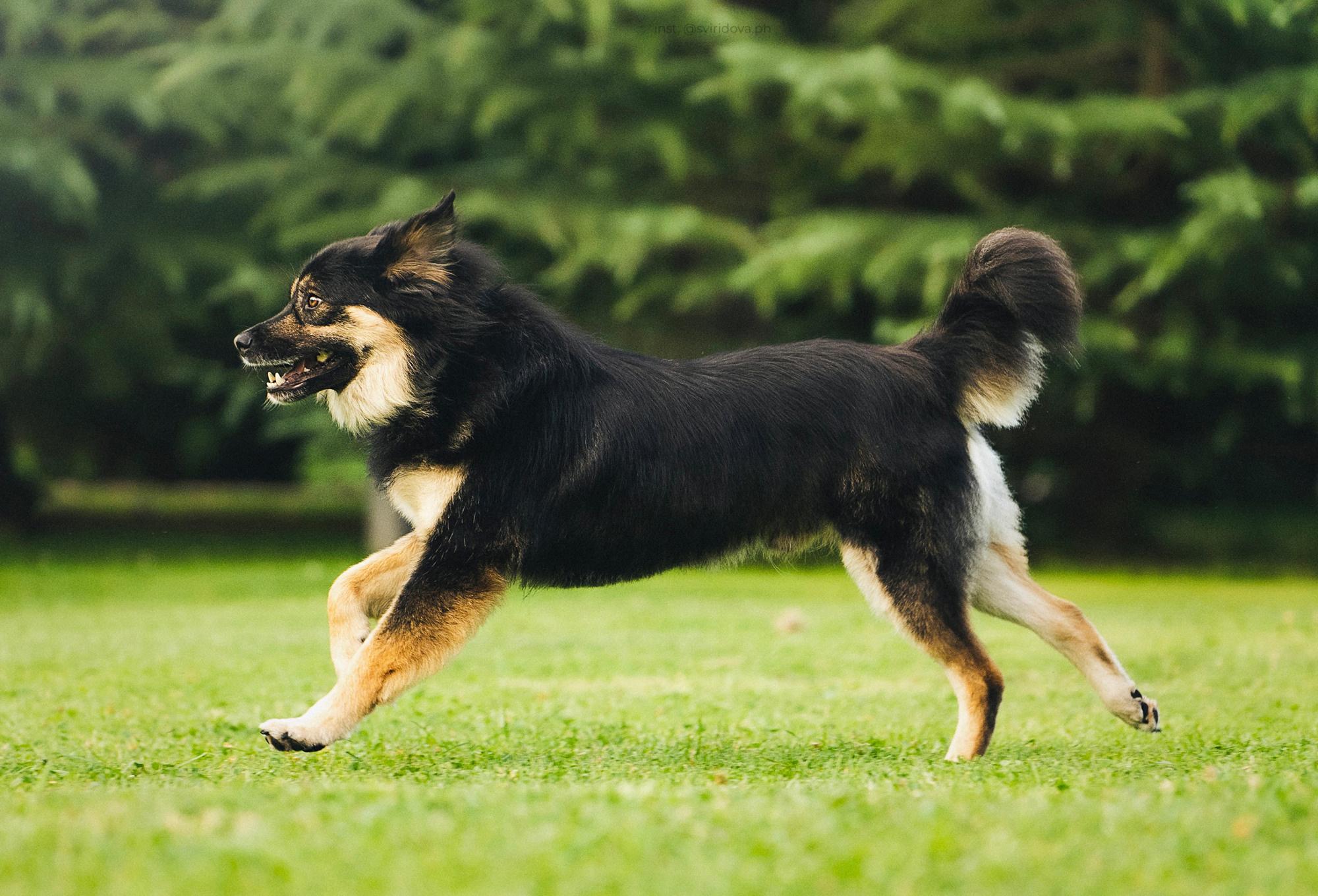 Собакам ищут дом. Фотограф анималист в Москве и Санкт-Петербурге Свиридова Анна