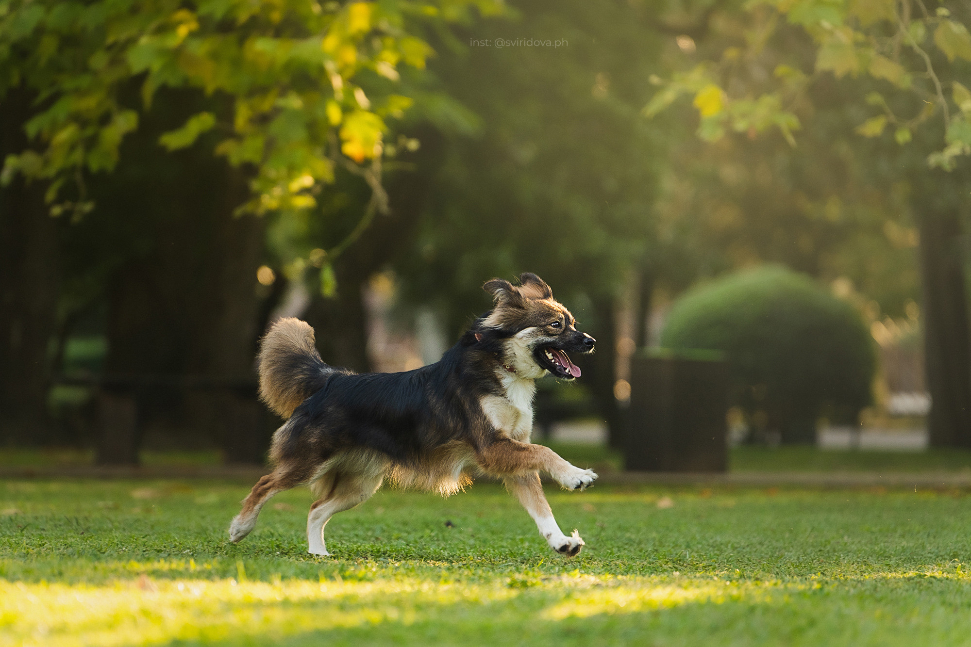 Собакам ищут дом. Фотограф анималист в Москве и Санкт-Петербурге Свиридова Анна