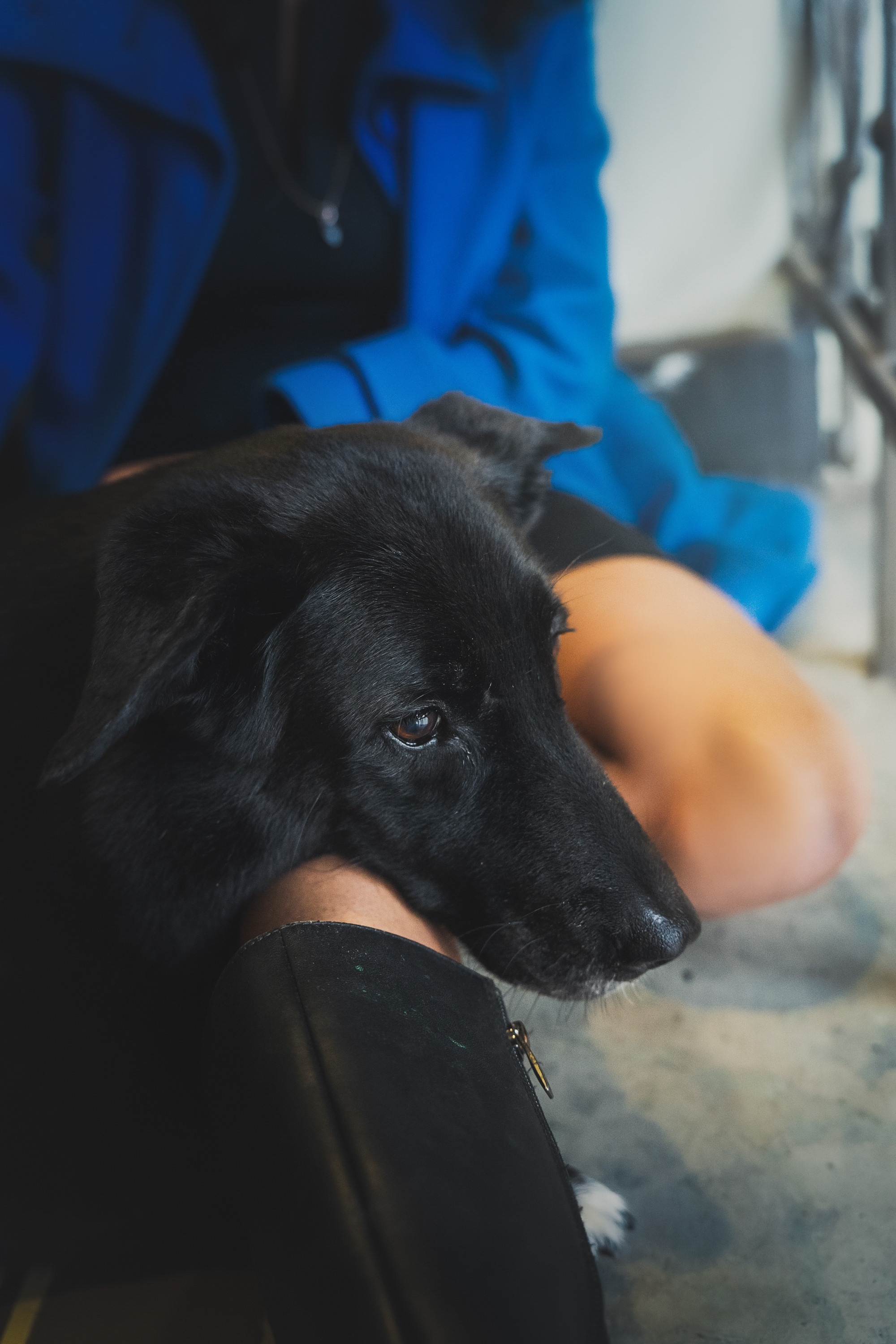 Вика и Чара. Фотограф анималист в Москве и Санкт-Петербурге Свиридова Анна